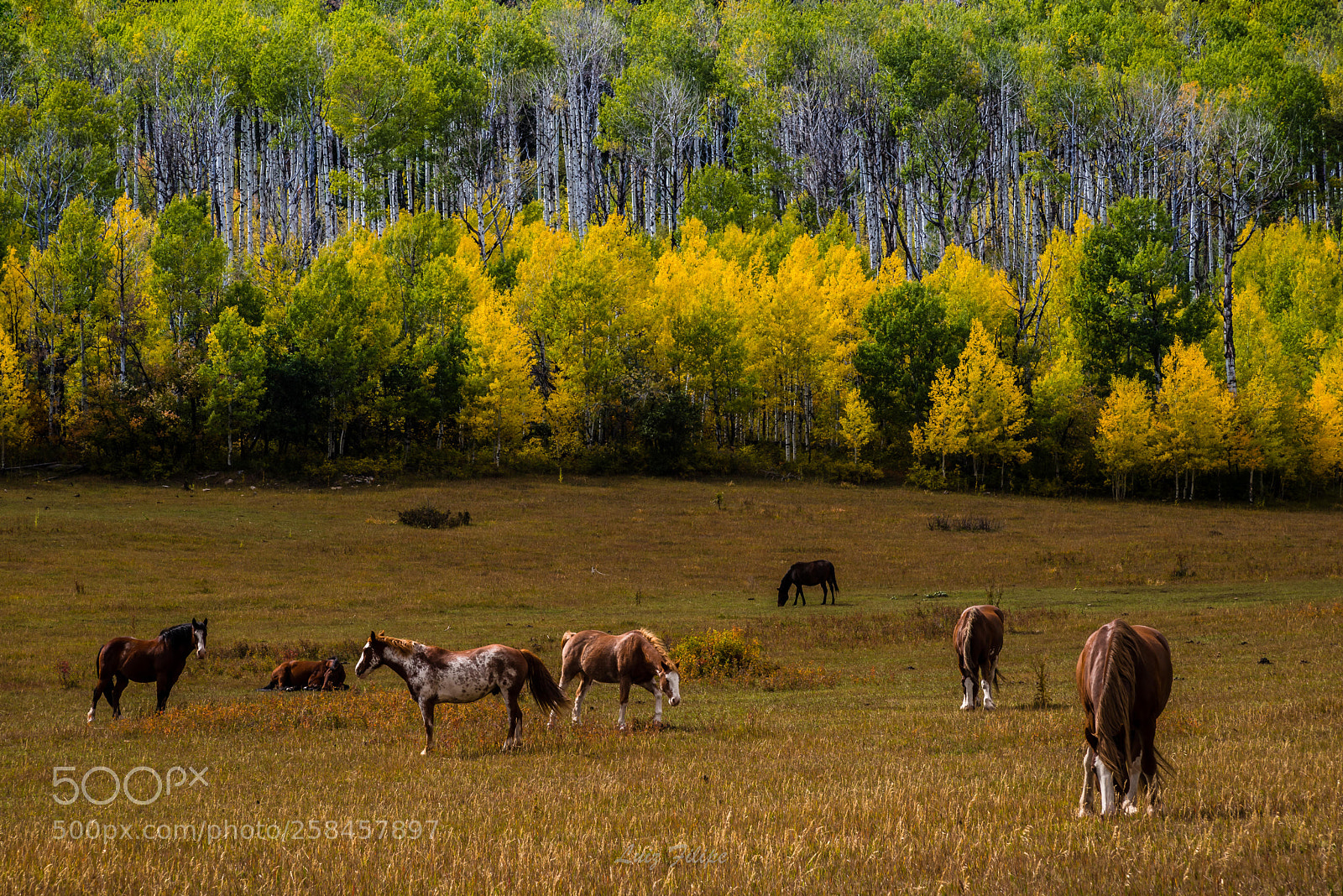 Nikon D810 sample photo. Colorado´s fall ii photography