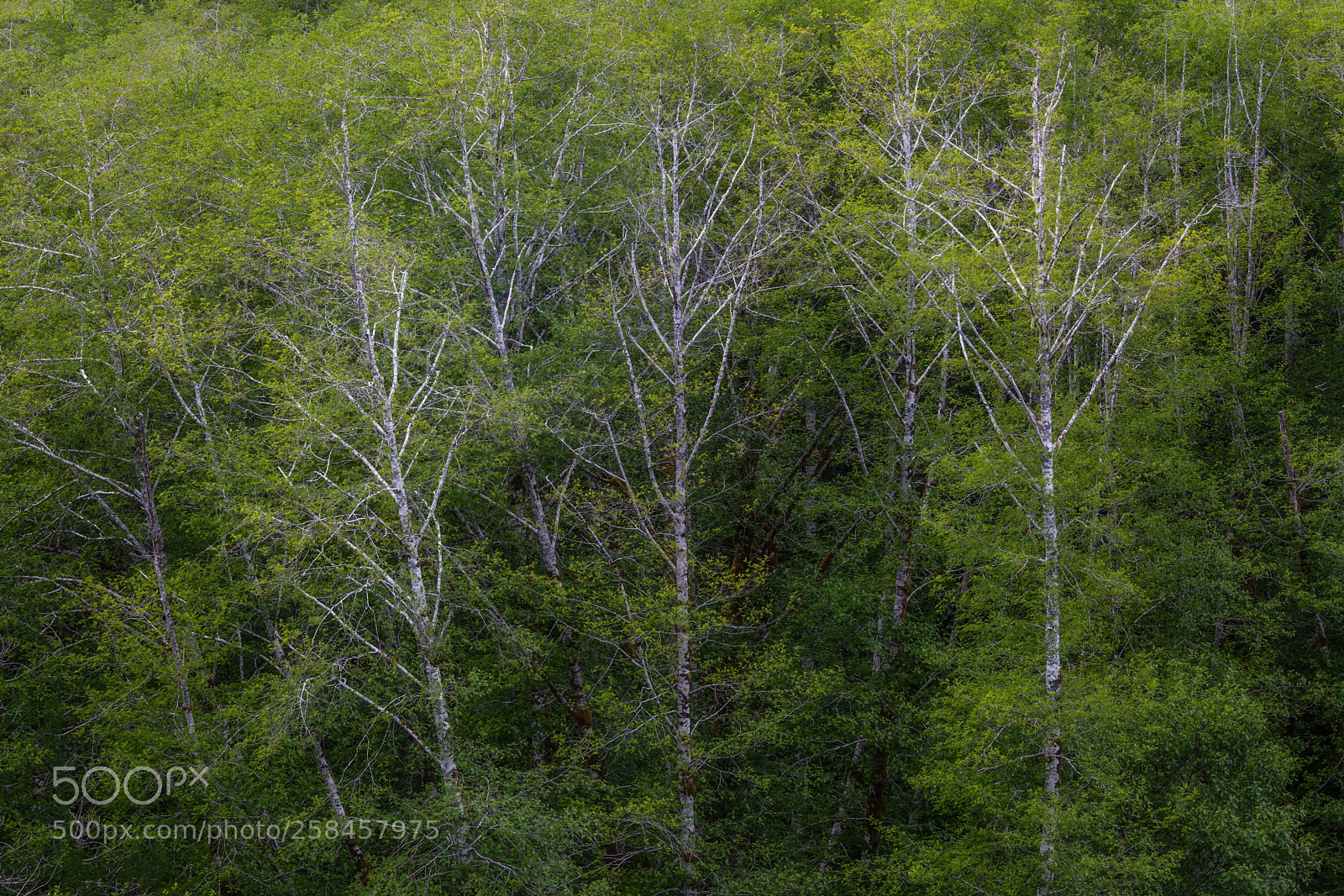 Canon EOS 5D Mark II sample photo. Alders new spring growth photography