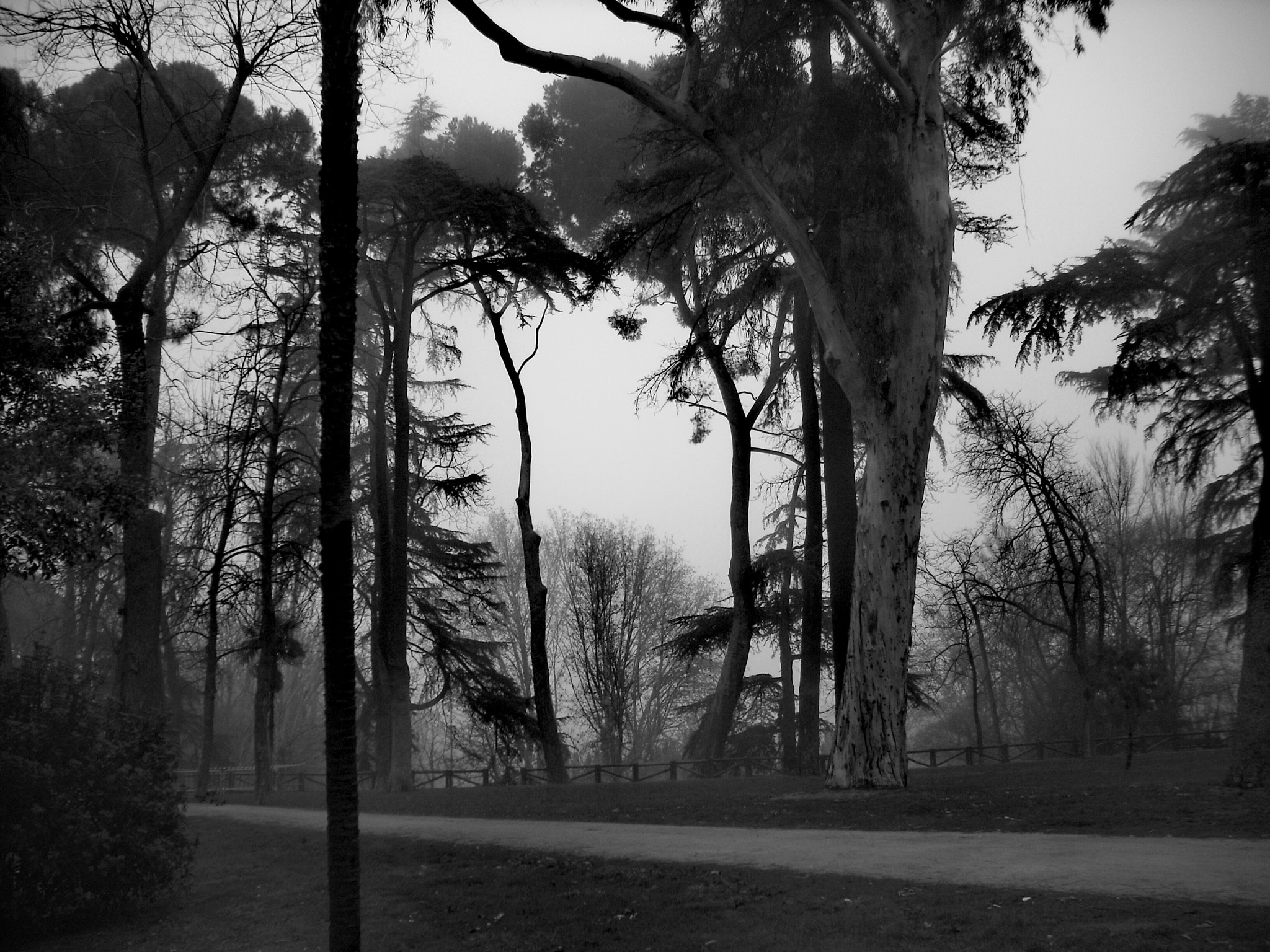 Fujifilm FinePix J10 sample photo. Morning mist photography