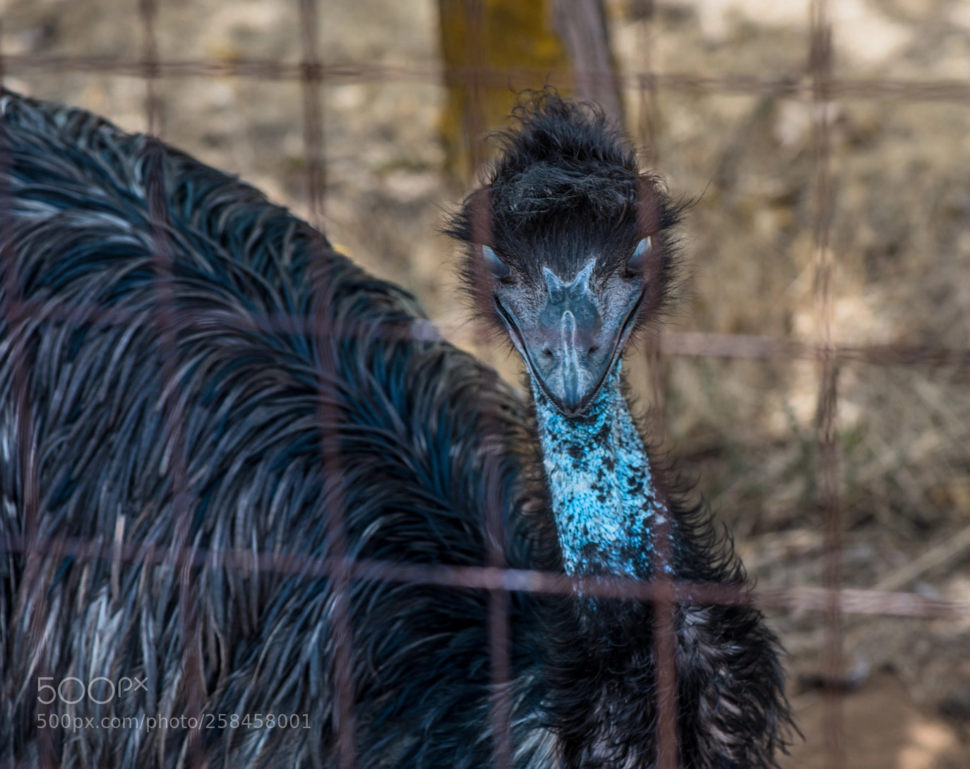 Nikon D610 sample photo. Zoo animali esotici bosa photography