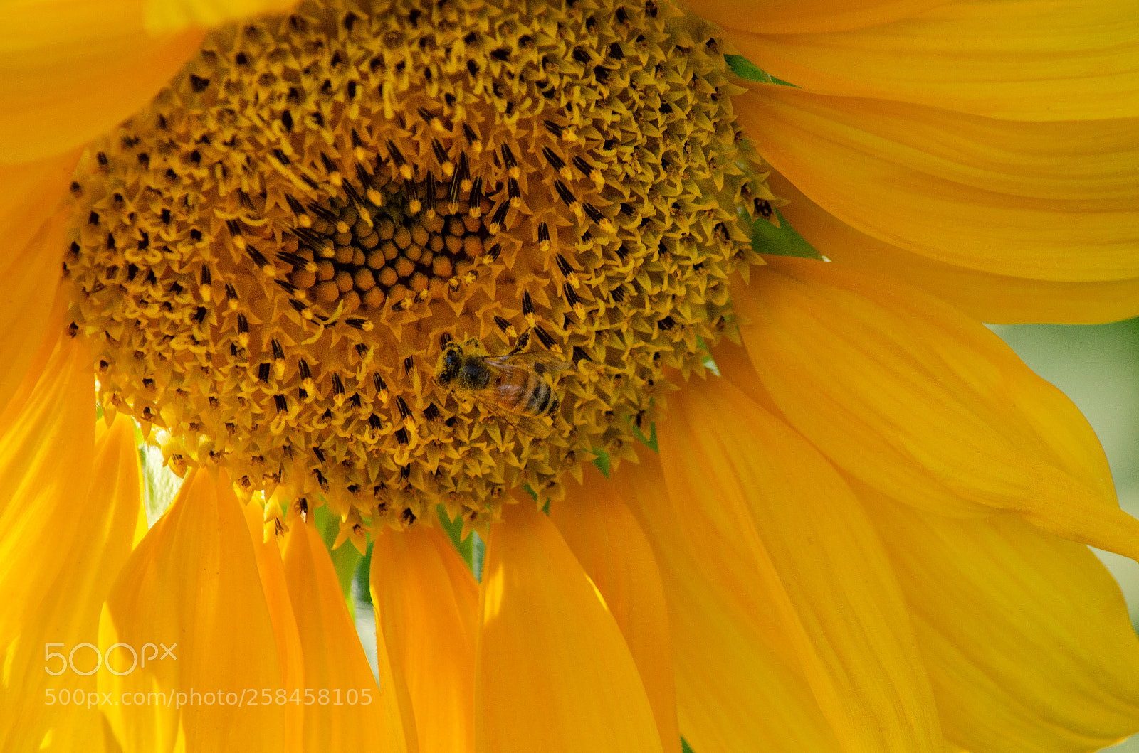 Nikon D7000 sample photo. Global yellow photography