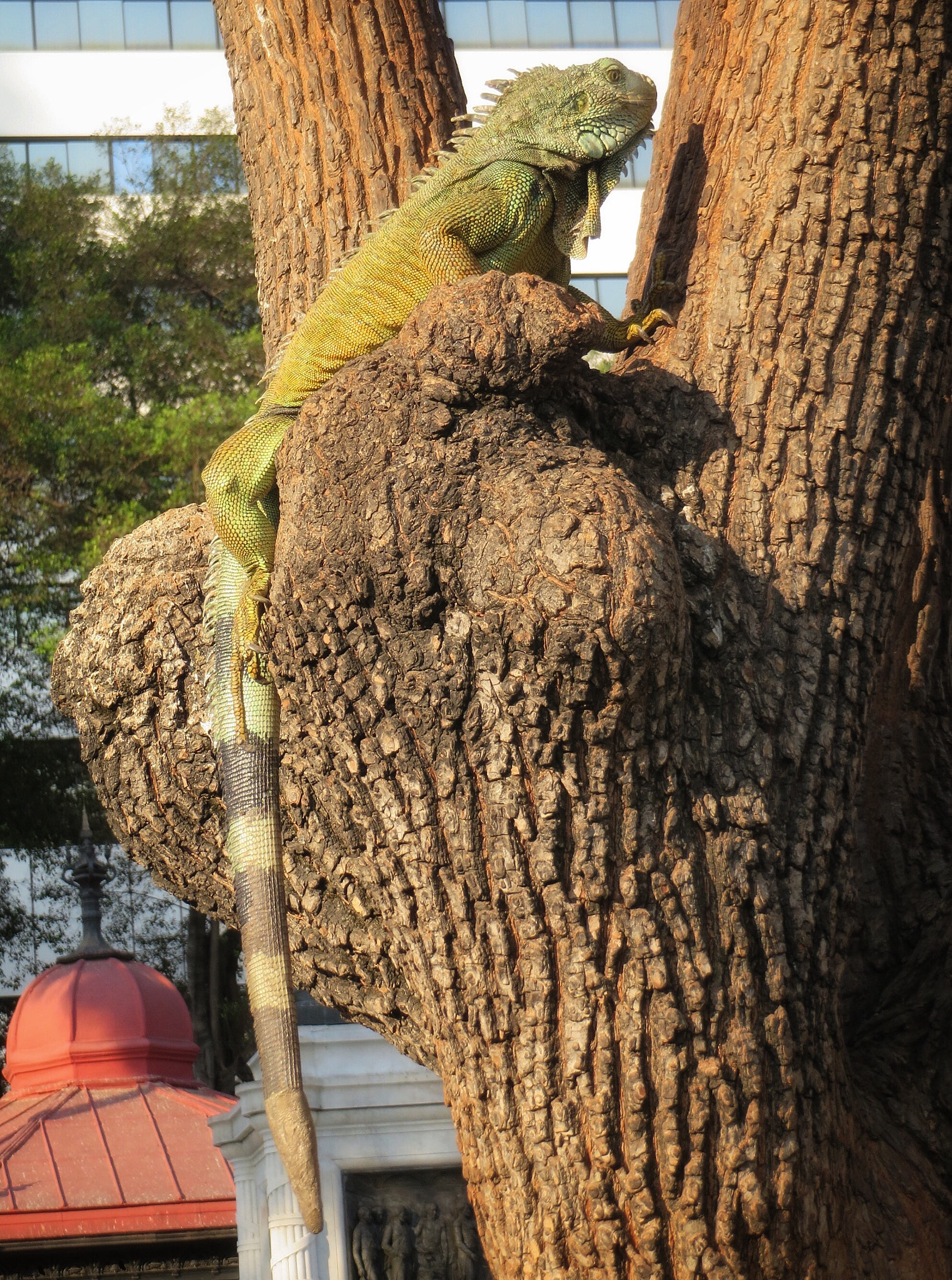 Canon PowerShot SX280 HS sample photo. City iguana photography