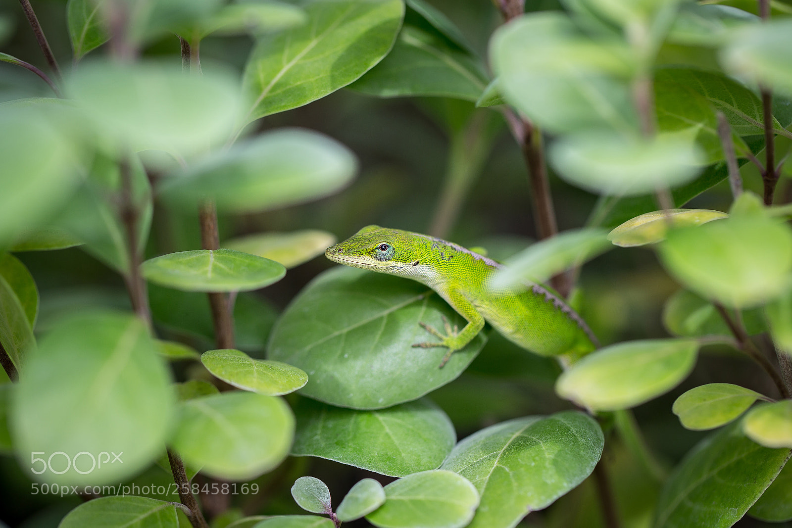 Canon EOS 6D sample photo. Spring photography