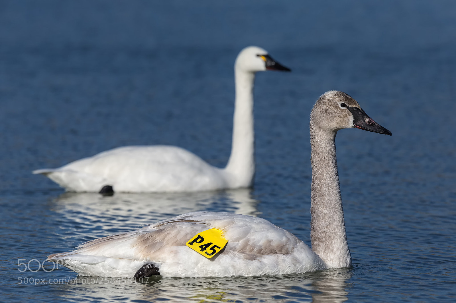 Canon EOS-1D X sample photo. Trumpeter swan and a photography