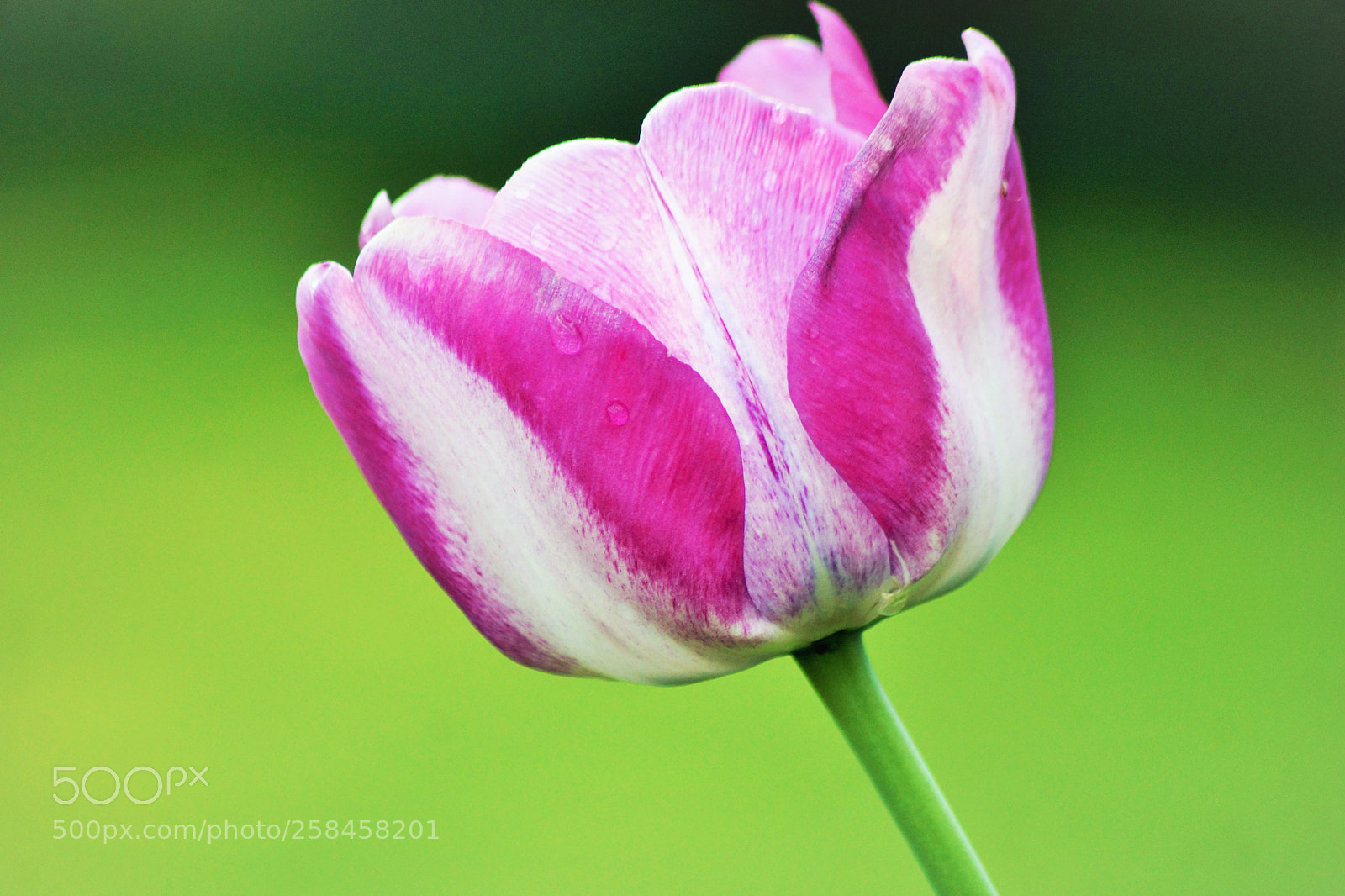 Sony SLT-A65 (SLT-A65V) sample photo. Tulip again photography