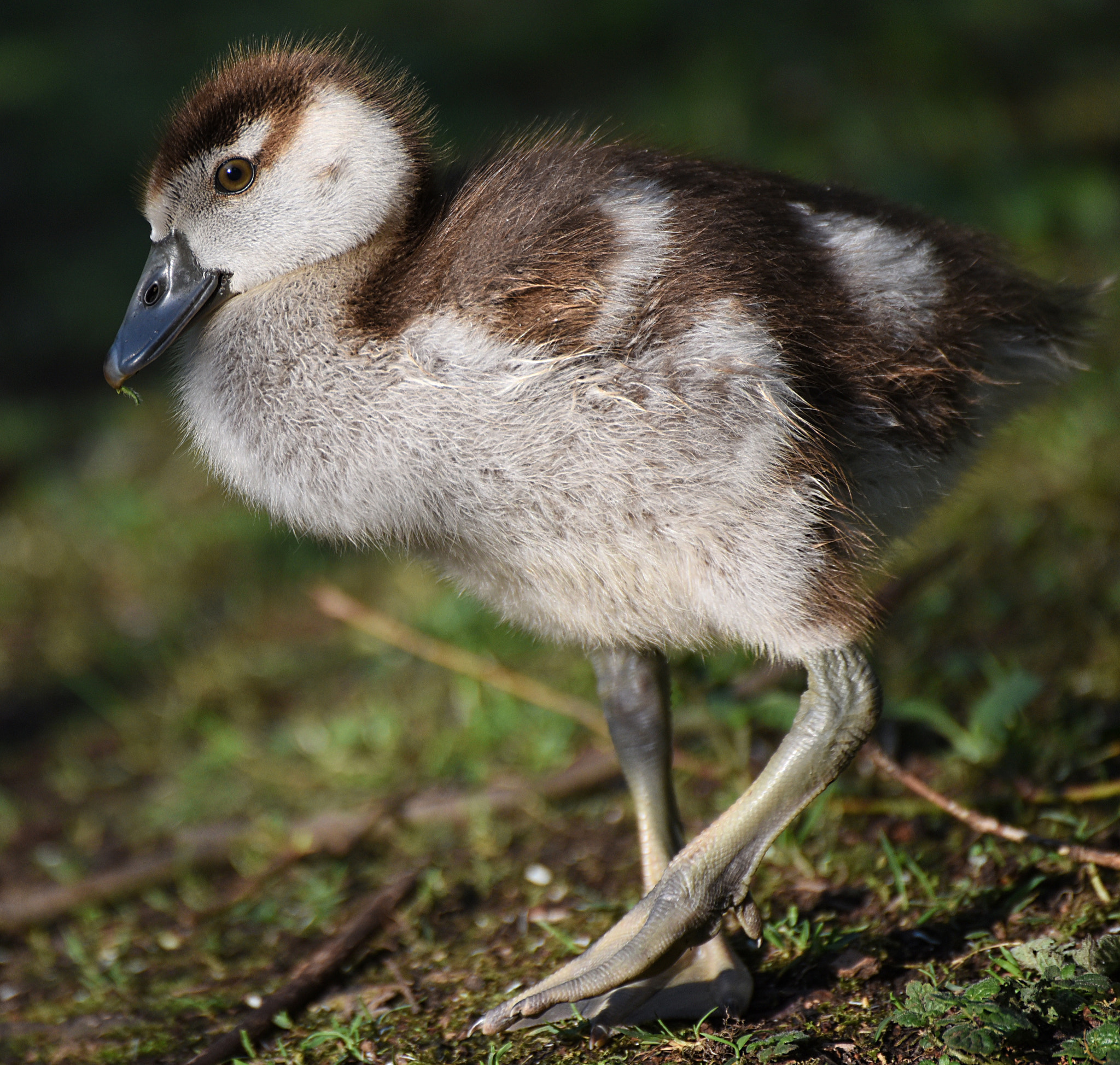 Nikon D750 sample photo. Egyptian gosling photography