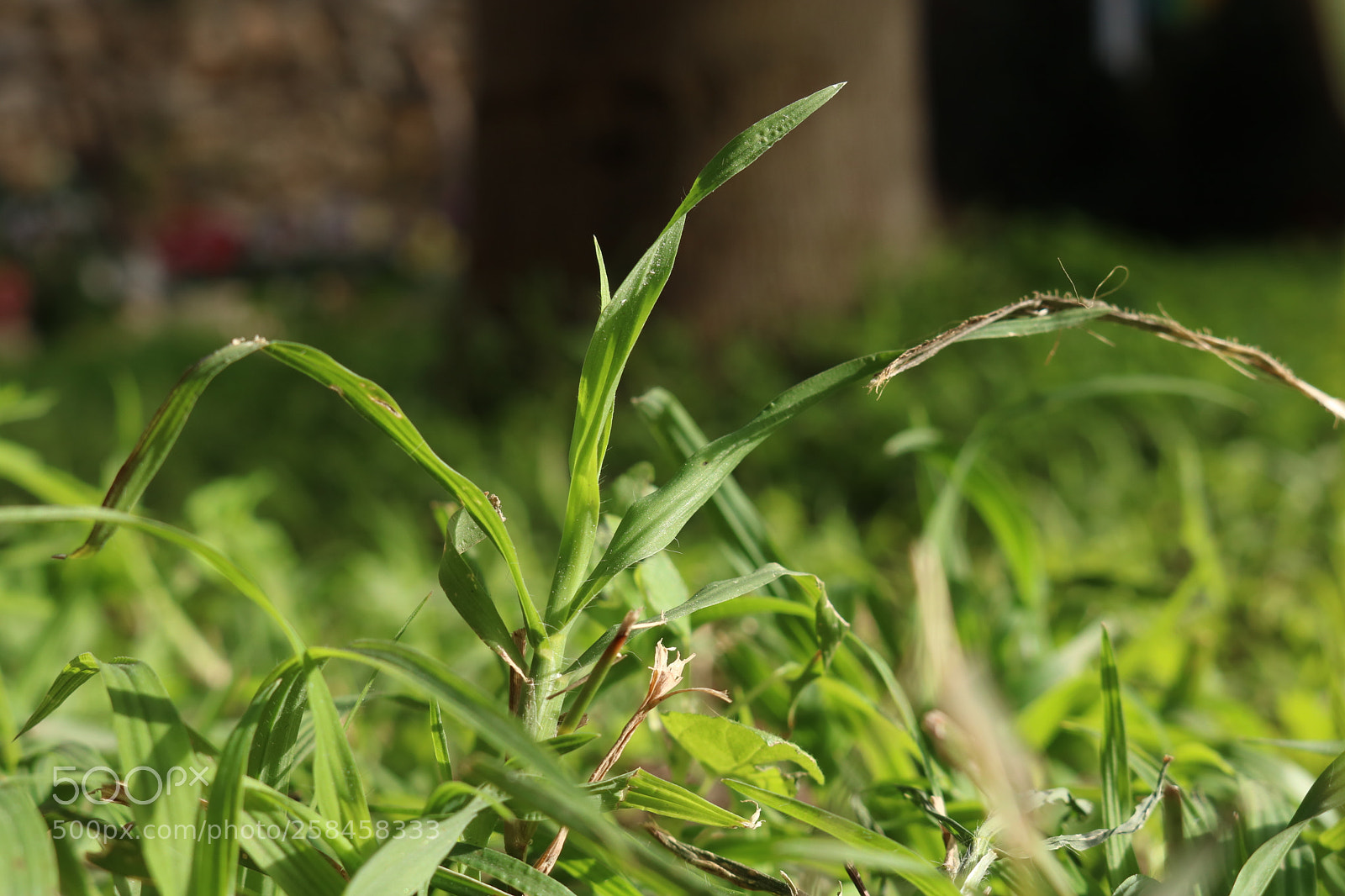 Canon EOS 750D (EOS Rebel T6i / EOS Kiss X8i) sample photo. Sun and grass photography
