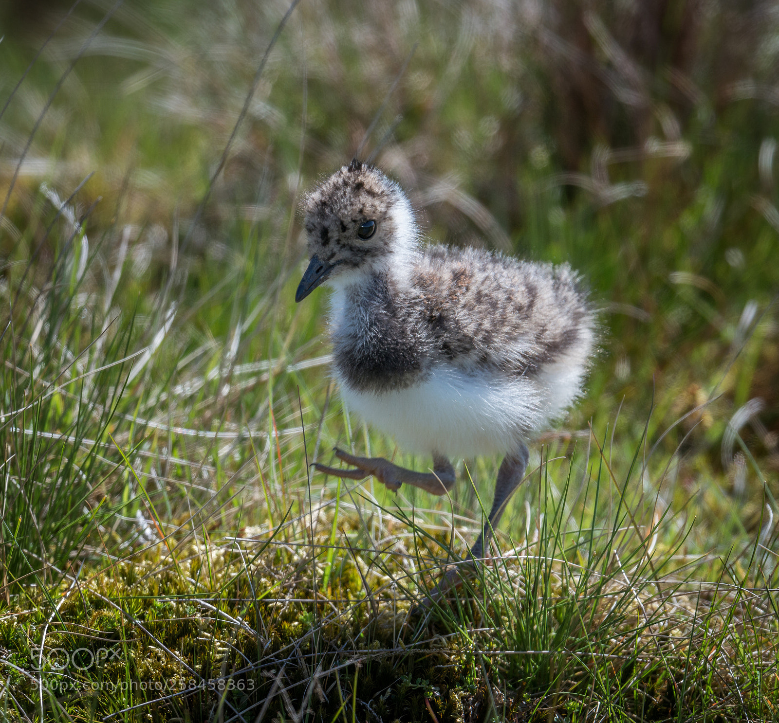 Nikon D800 sample photo. Lapwing chick photography