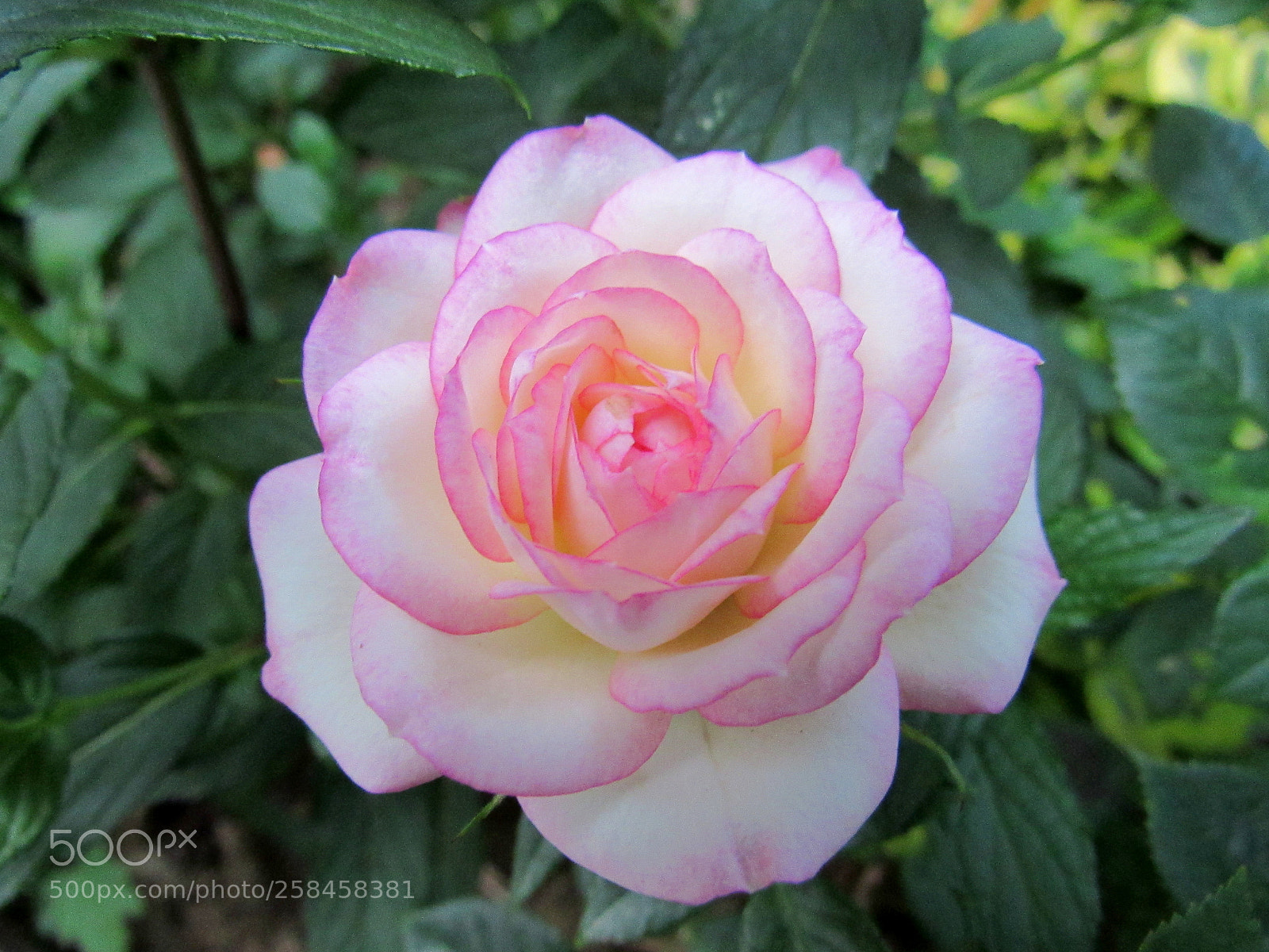 Canon PowerShot SX530 HS sample photo. Untitled photography