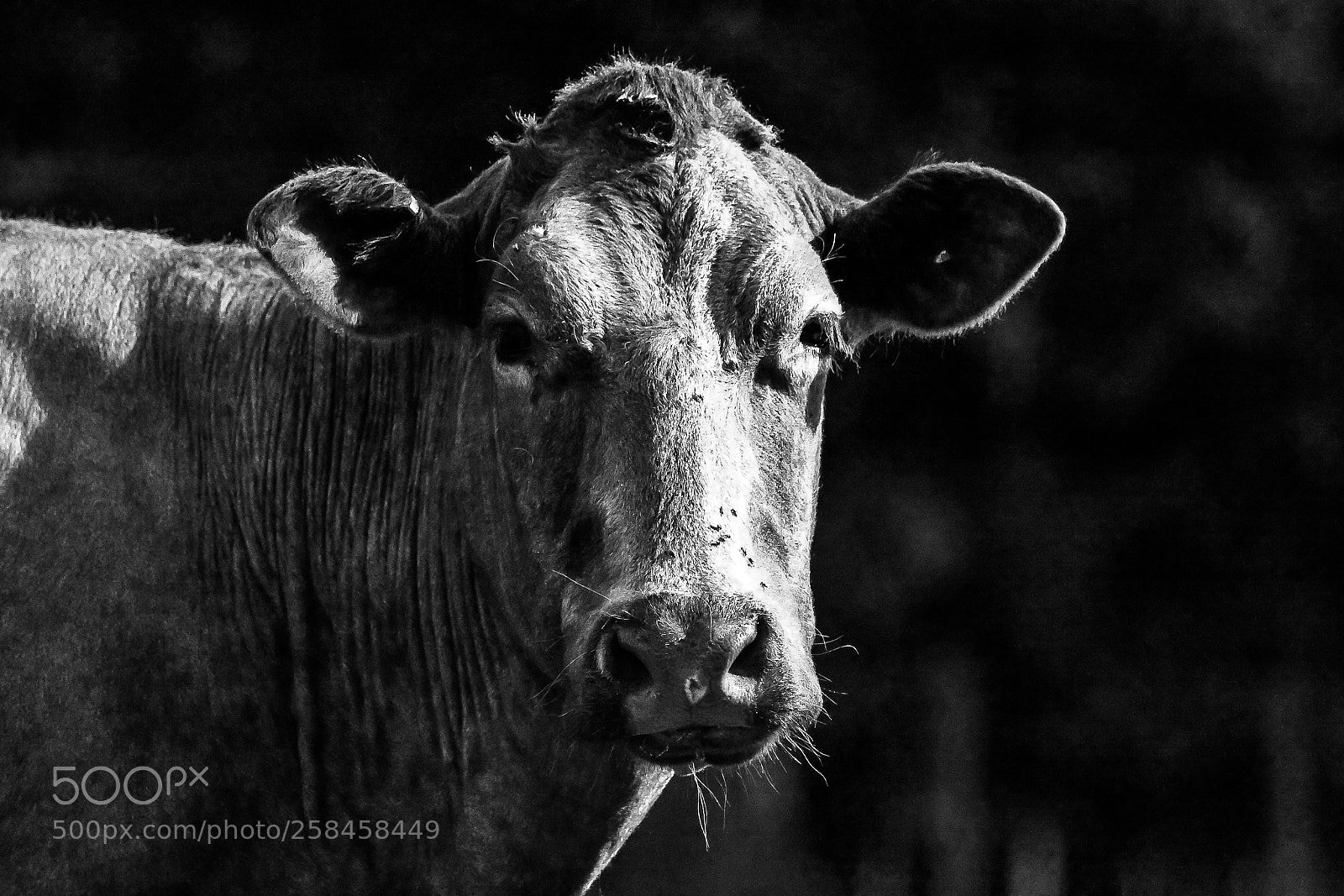 Canon EOS 400D (EOS Digital Rebel XTi / EOS Kiss Digital X) sample photo. Cow (benenden) b&w photography