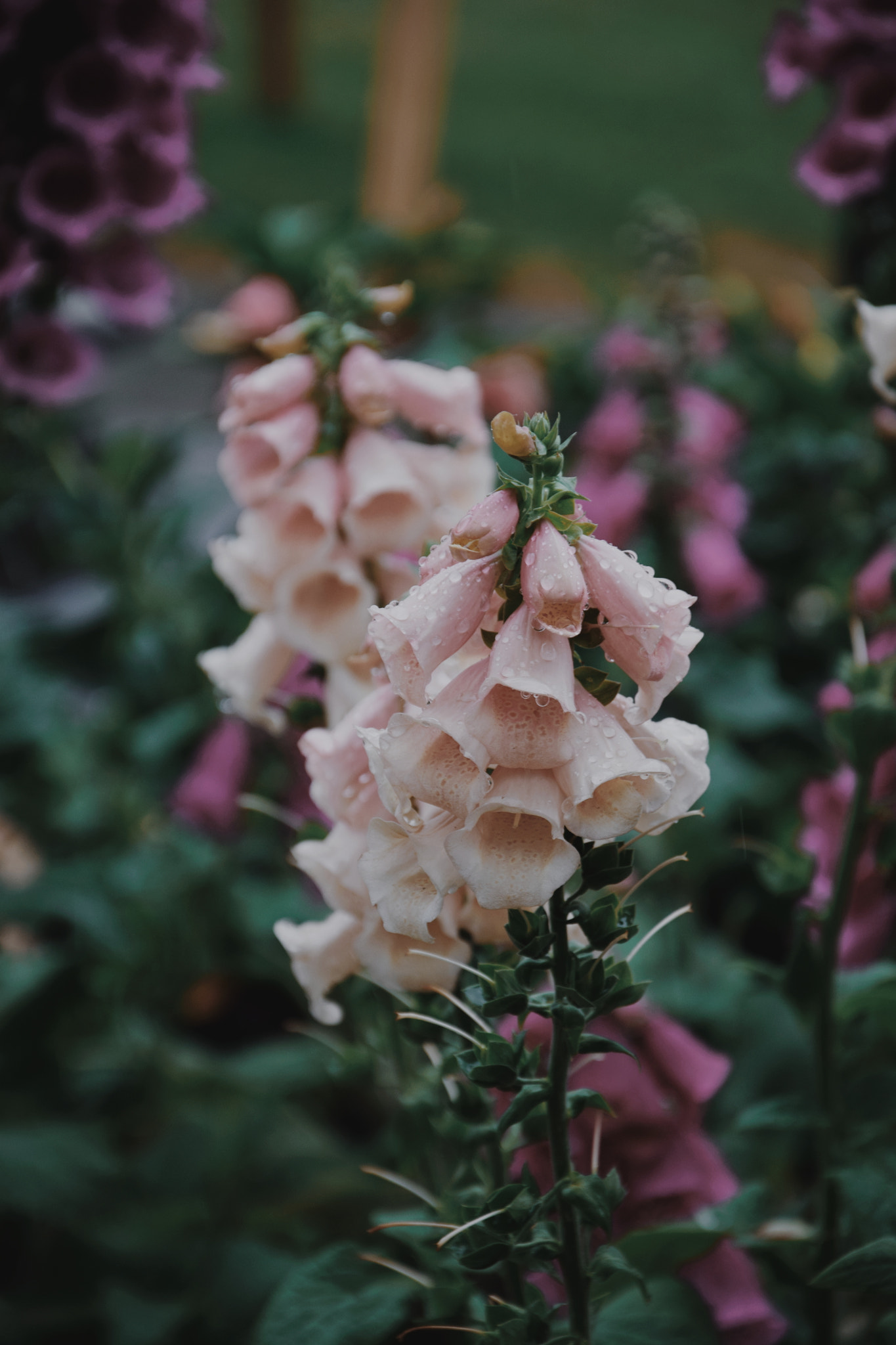 Nikon D5300 sample photo