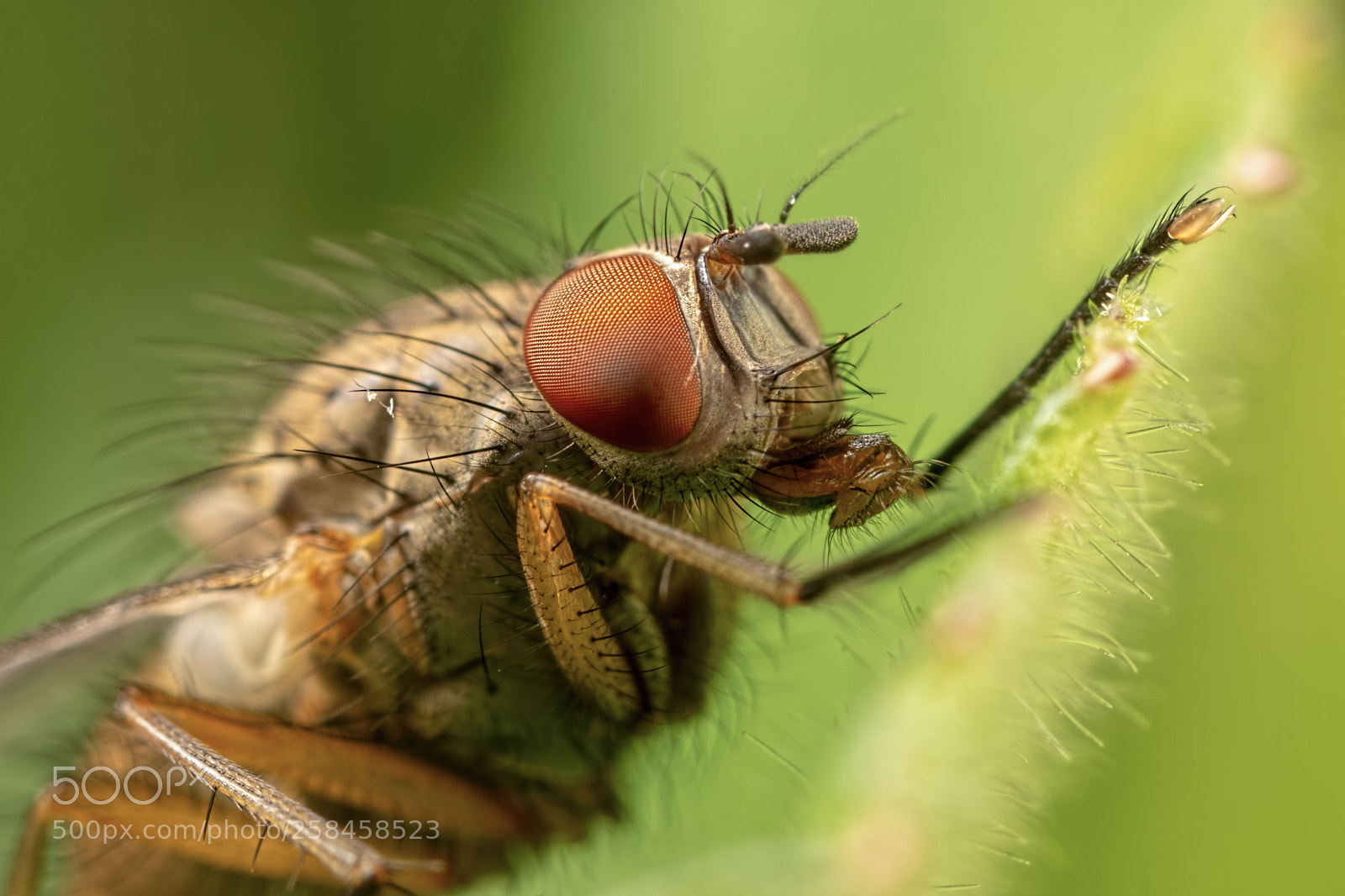 Canon EOS 5D Mark IV sample photo. The fly photography