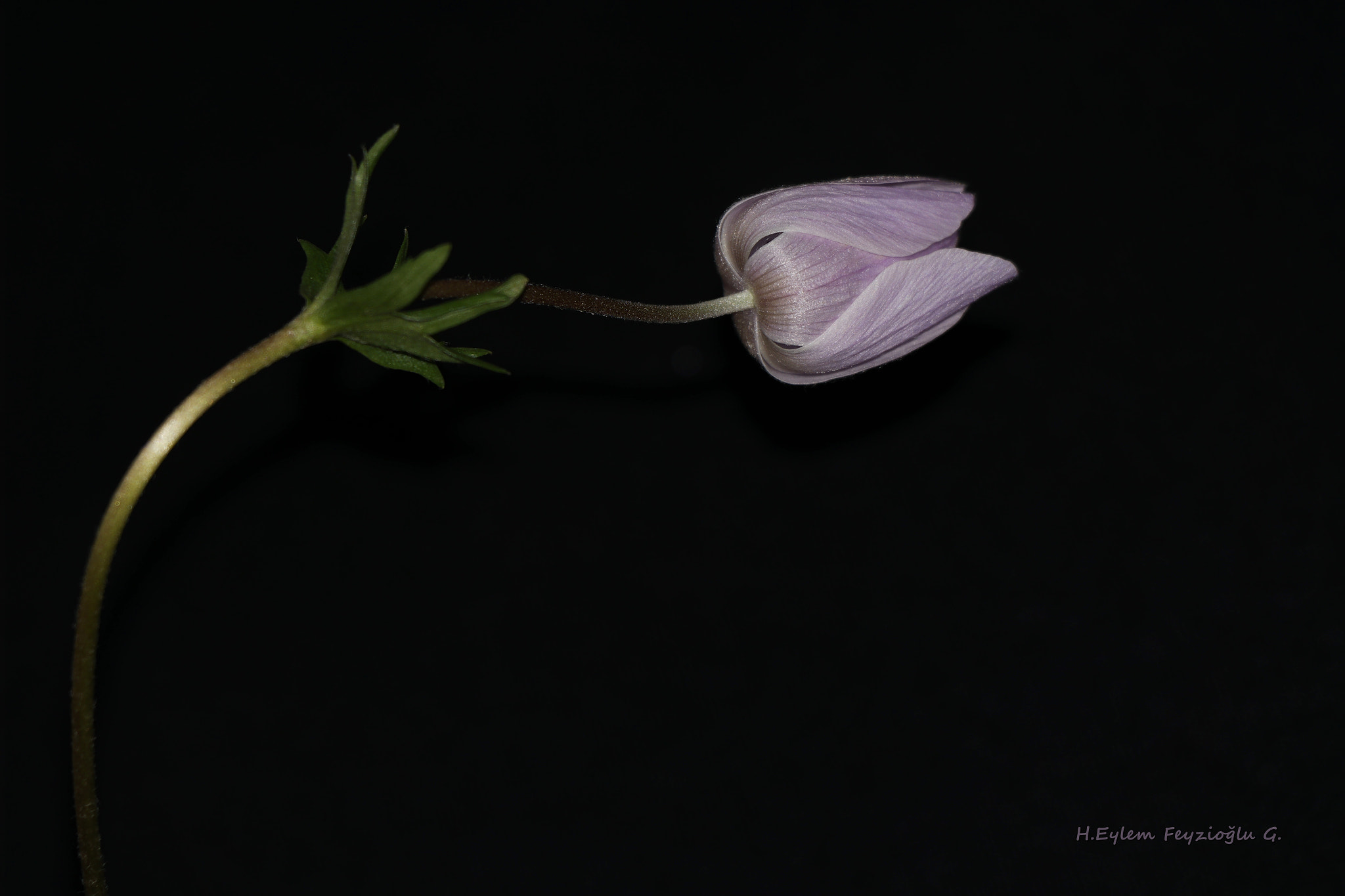 Samsung NX2000 sample photo. Anemone photography