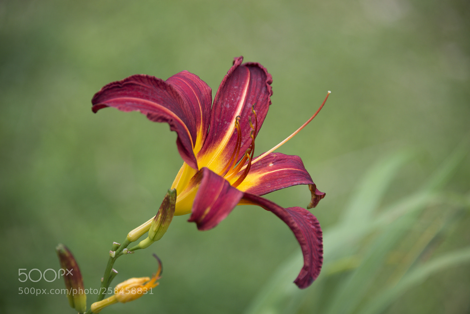Nikon D610 sample photo. Costa rica 6 photography