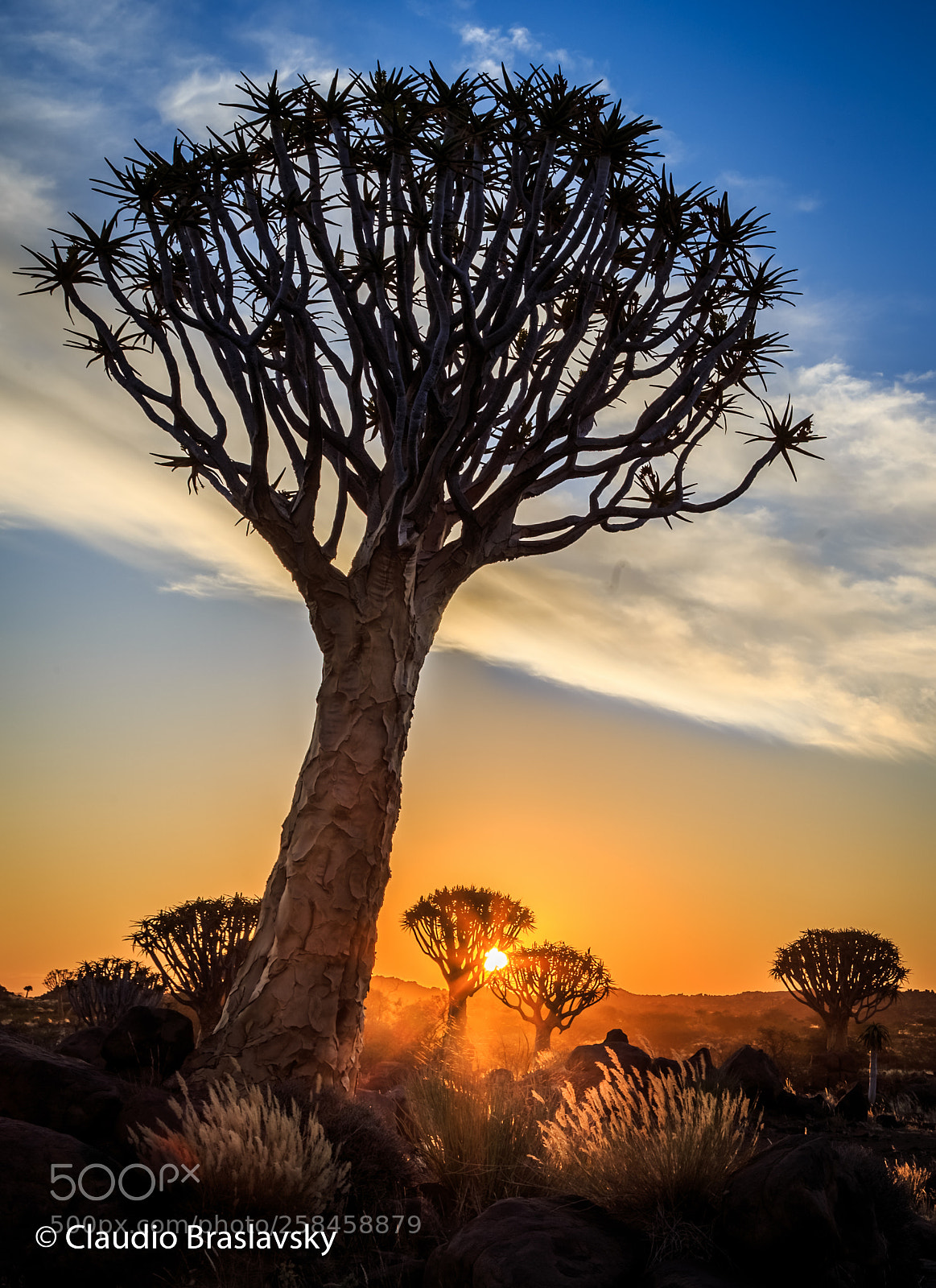 Canon EOS 6D sample photo. Quiver tree photography