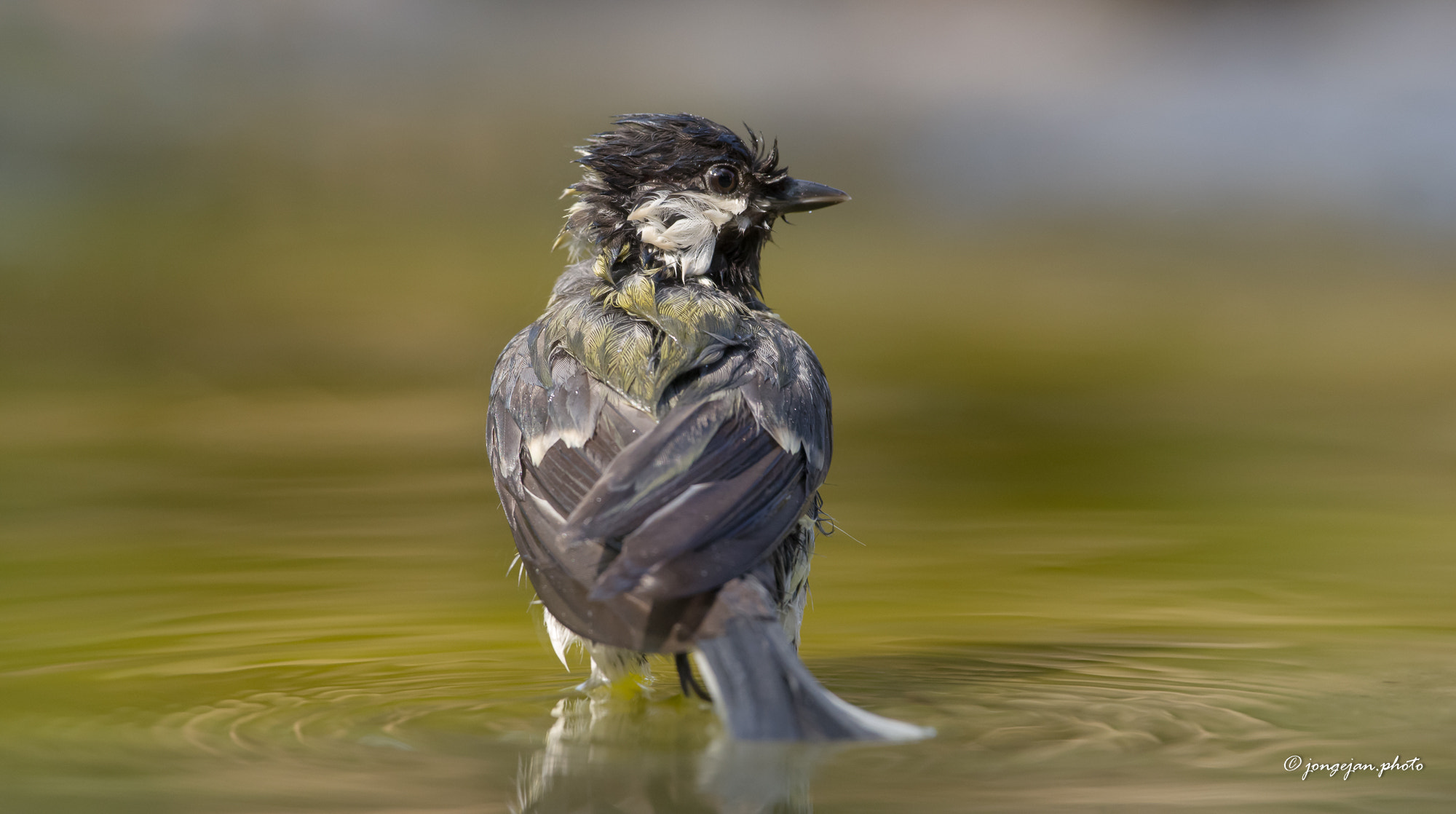 Pentax K-1 Mark II sample photo. Cooling down of a great tit photography
