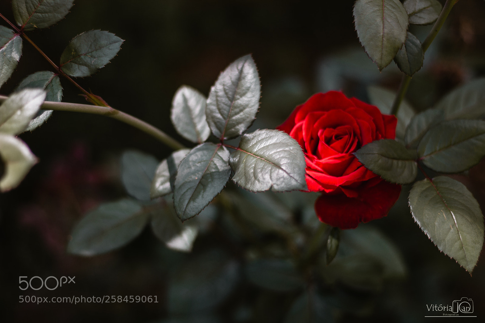 Canon EOS 1200D (EOS Rebel T5 / EOS Kiss X70 / EOS Hi) sample photo. Rose photography