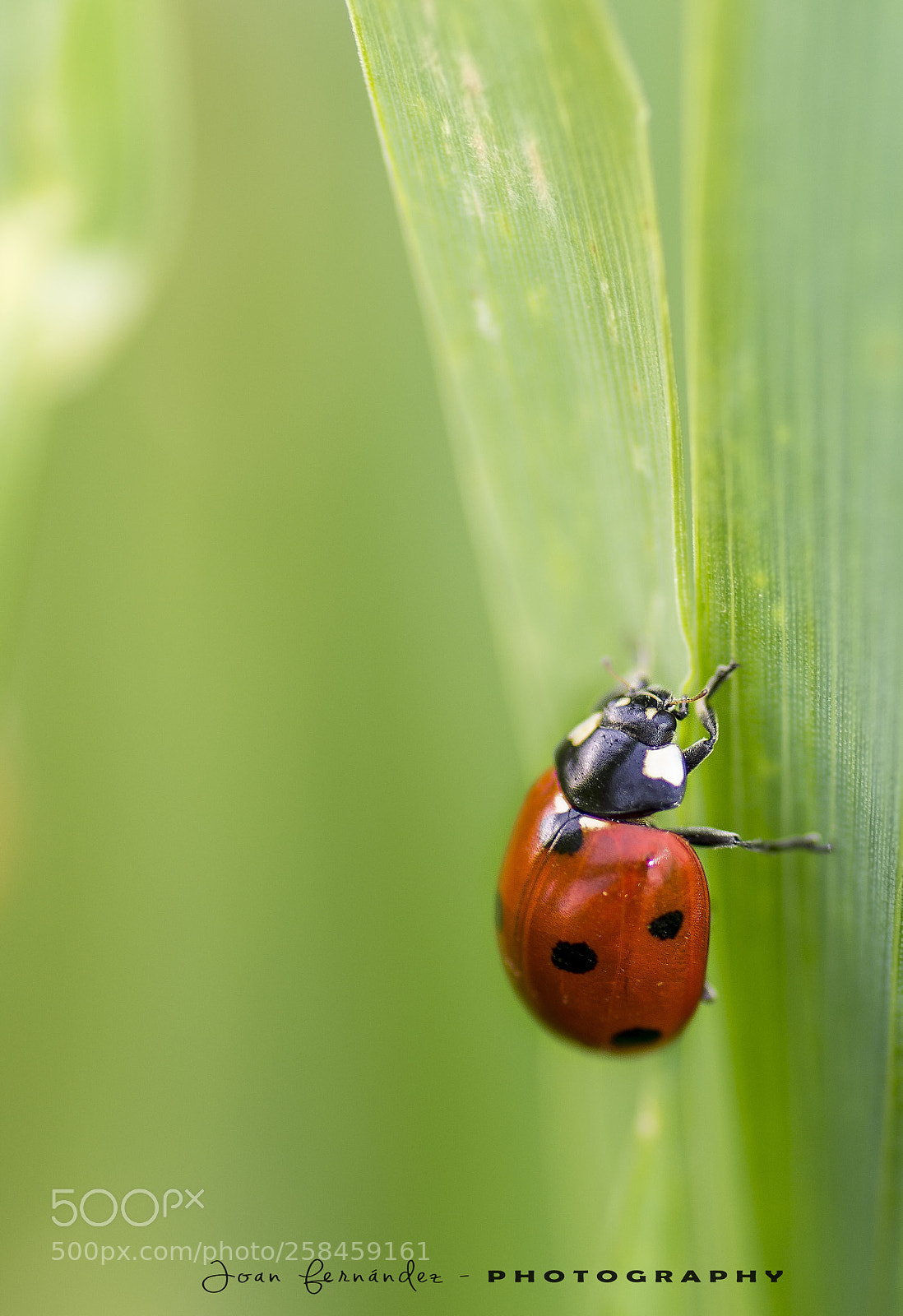 Nikon D7200 sample photo. Ladybug photography