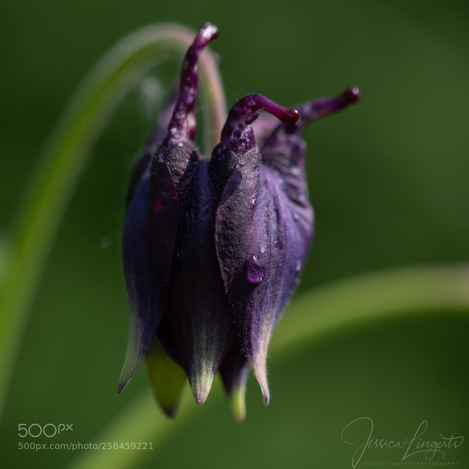 Nikon D750 sample photo. Columbine aquilegia photography