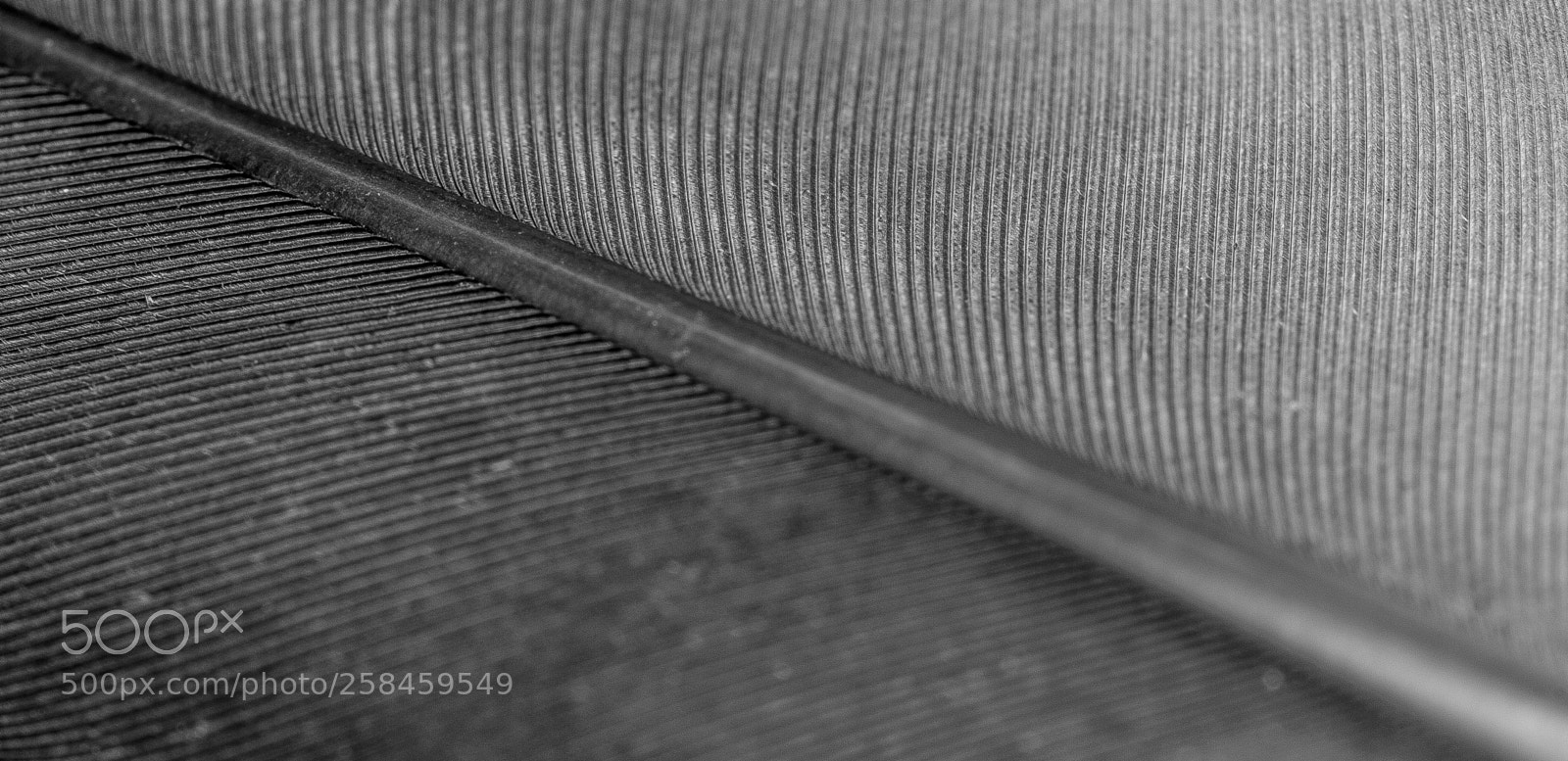 Canon EOS 60D sample photo. Abstract feather photography