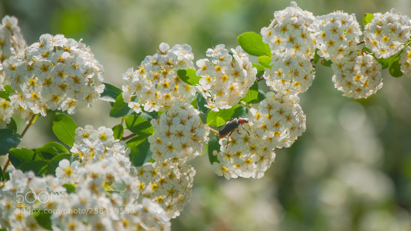 Nikon D60 sample photo. Flowering tavolga lat. filip photography