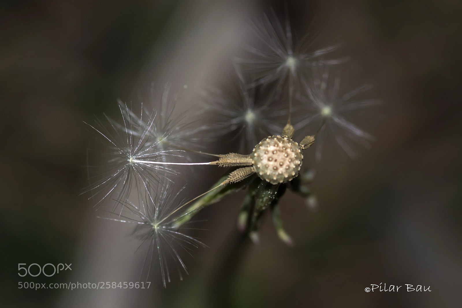Nikon D3100 sample photo. Dandelion photography