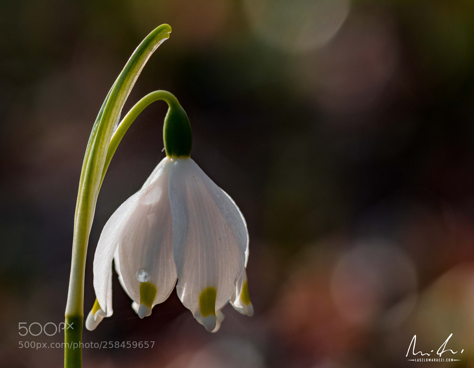 Nikon D7200 sample photo. Spring snowflake photography
