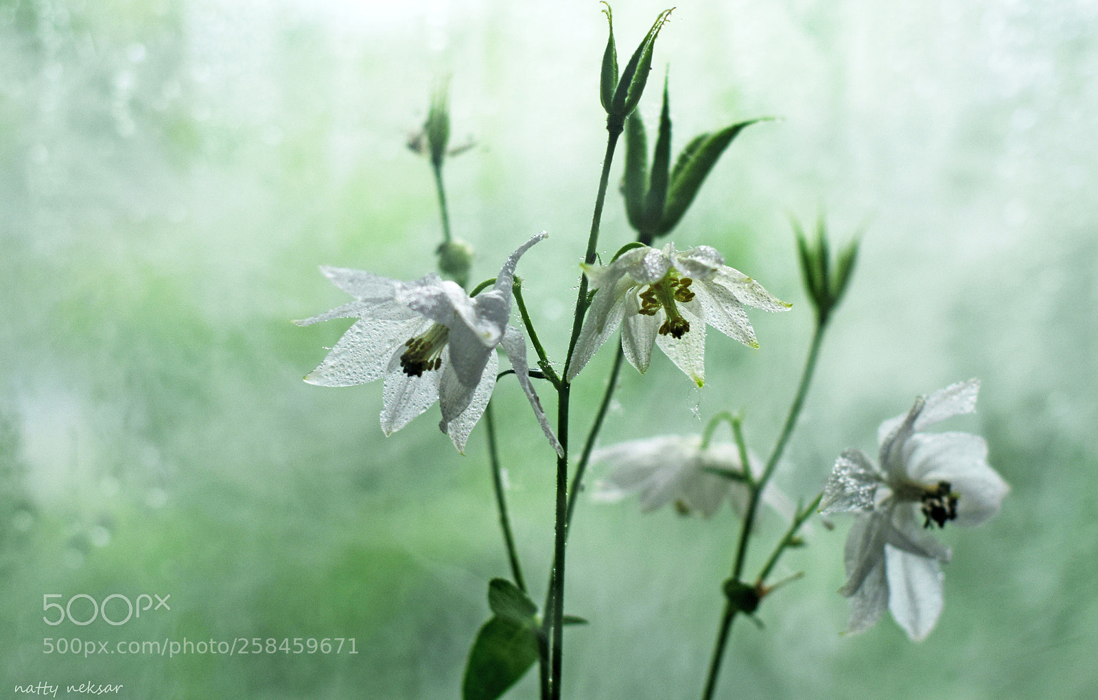 Nikon D5300 sample photo. #springtime...8 photography