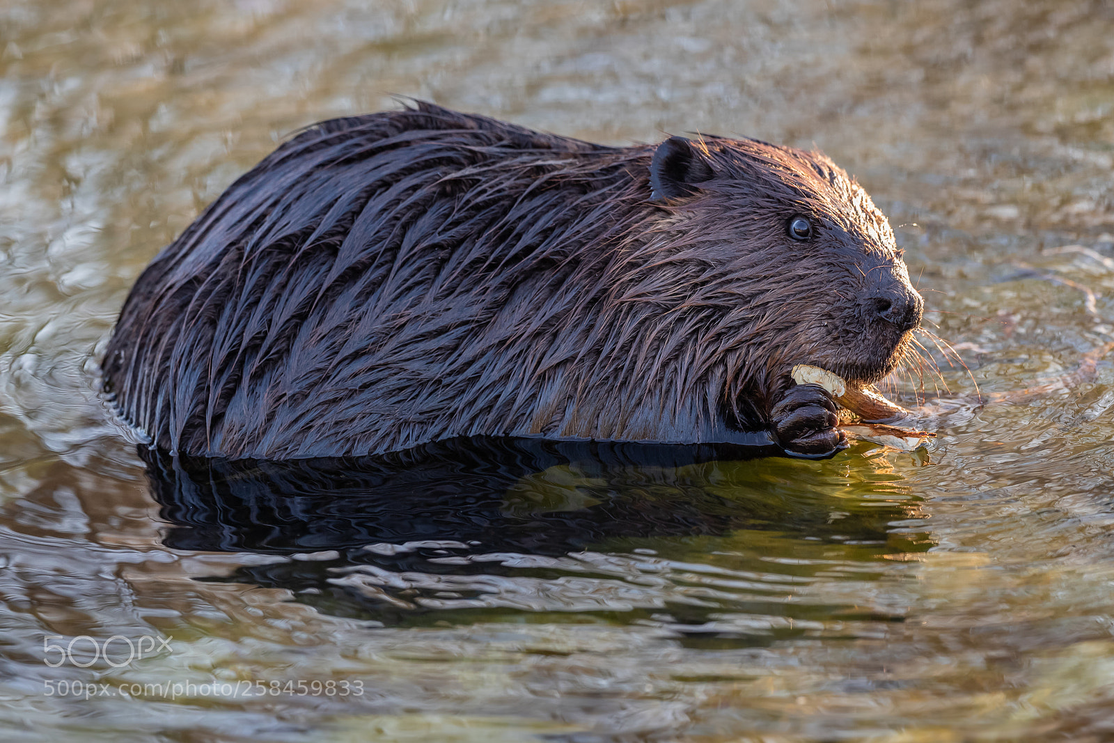 Canon EOS-1D X Mark II sample photo. Beaver in humber bay photography