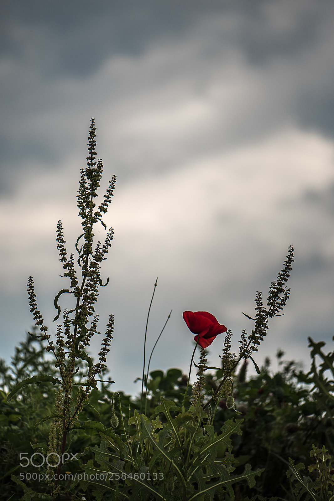 Nikon D750 sample photo. Poppy photography