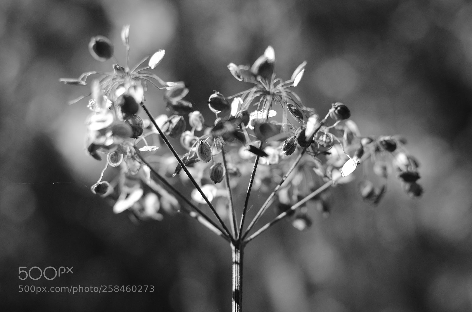 Nikon D7000 sample photo. Magic umbrella photography