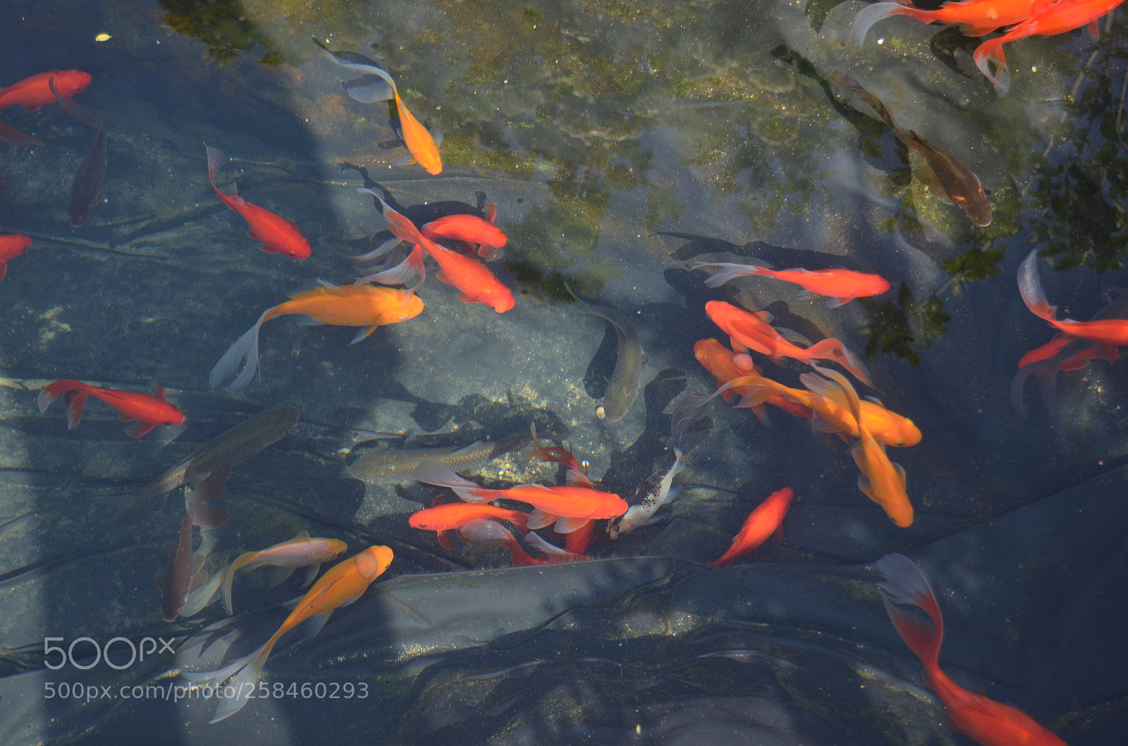Nikon D5100 sample photo. Bassin photography