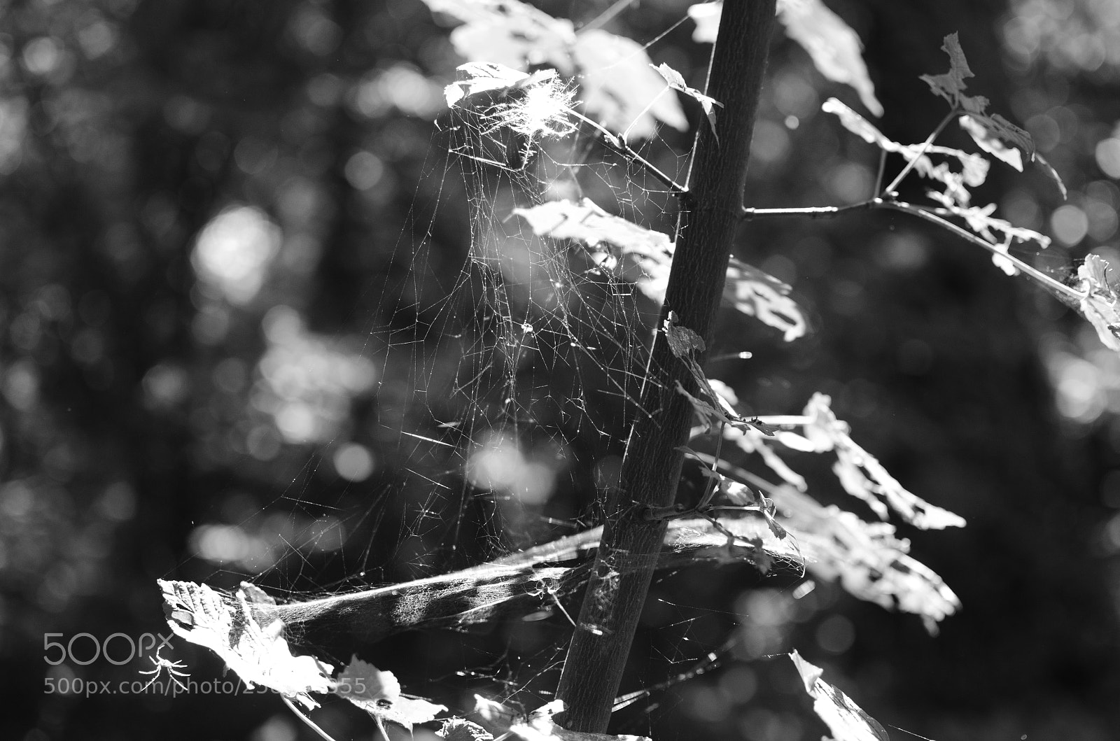 Nikon D7000 sample photo. Spiderweb photography