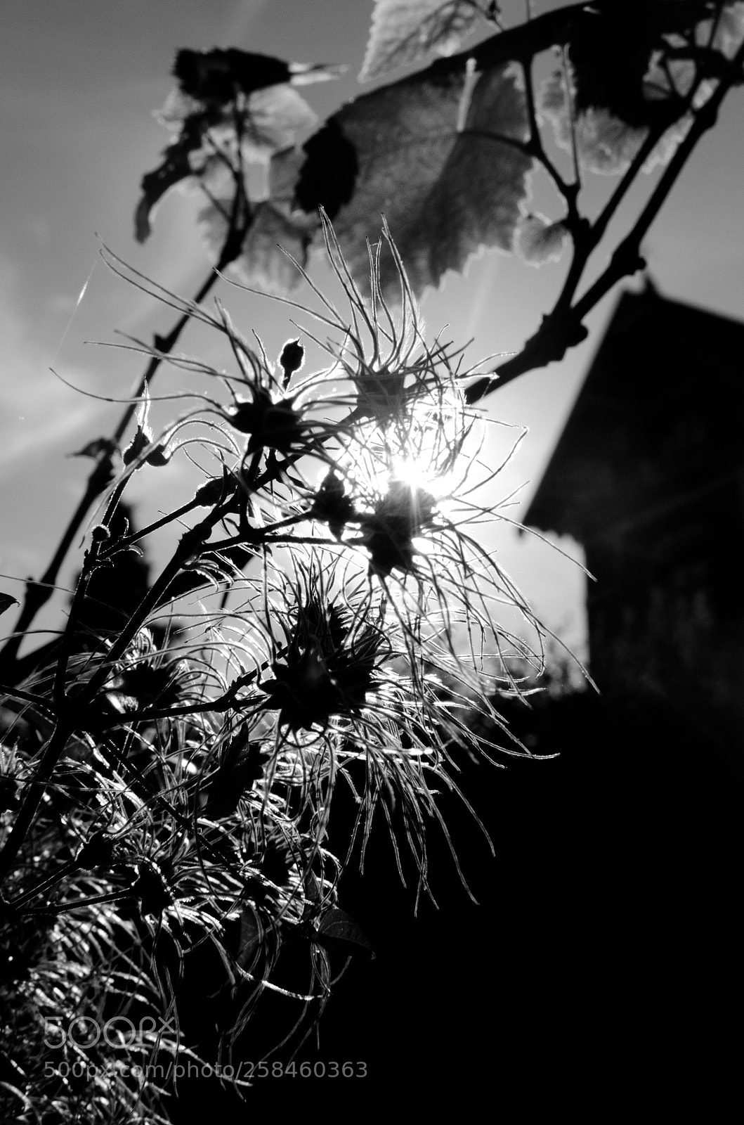 Nikon D7000 sample photo. The house photography