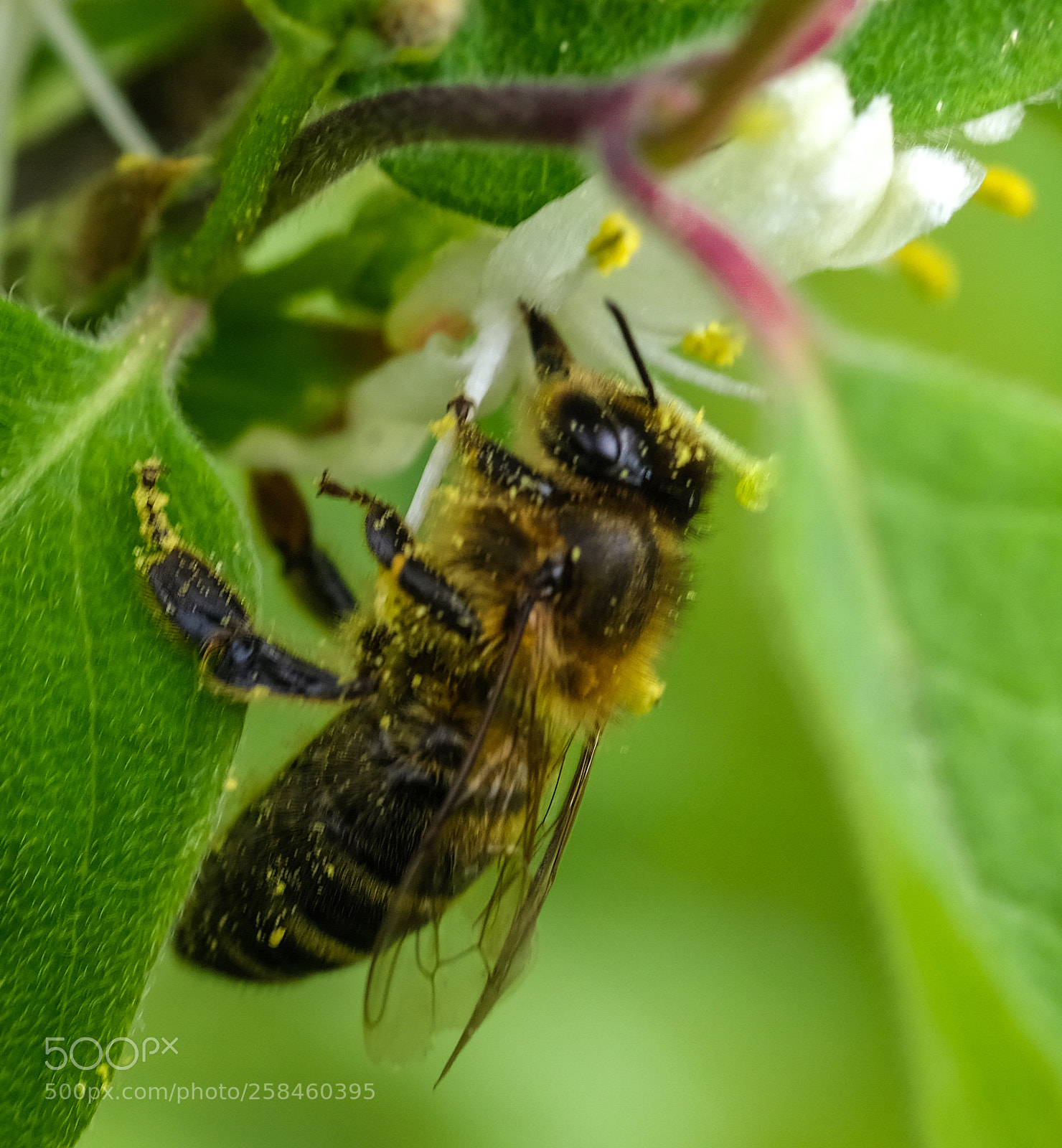Fujifilm X-T2 sample photo. Honeybee photography