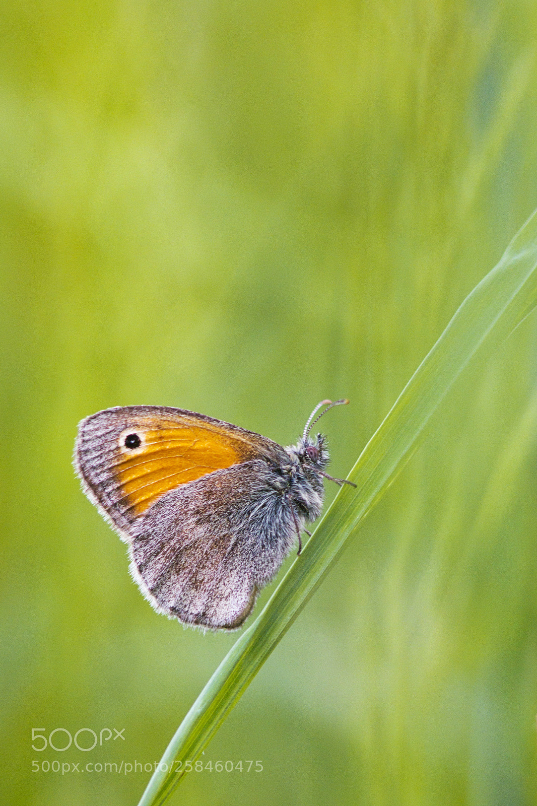 Canon EOS 60D sample photo. ./ photography