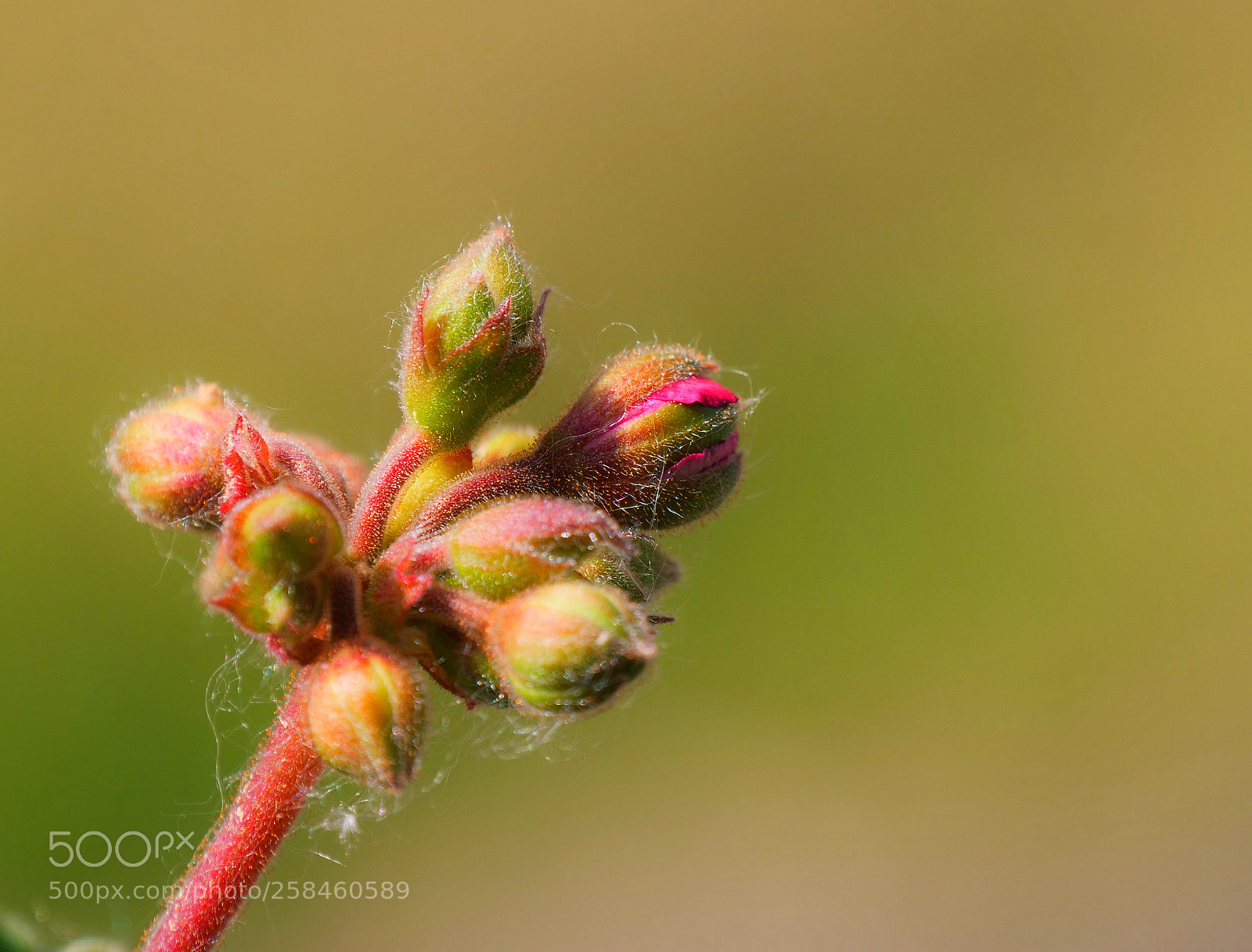 Panasonic Lumix DC-G9 sample photo. Peque os detalles de photography