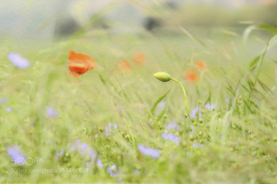 Nikon D700 sample photo. Comme une caresse photography