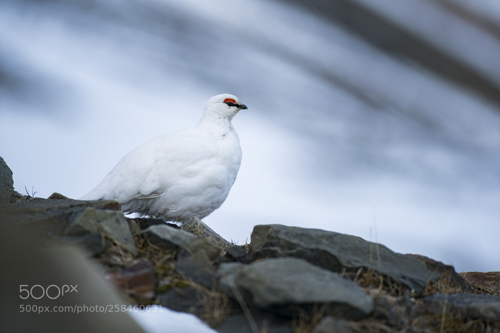 Sony a9 sample photo. Arctic grouse photography