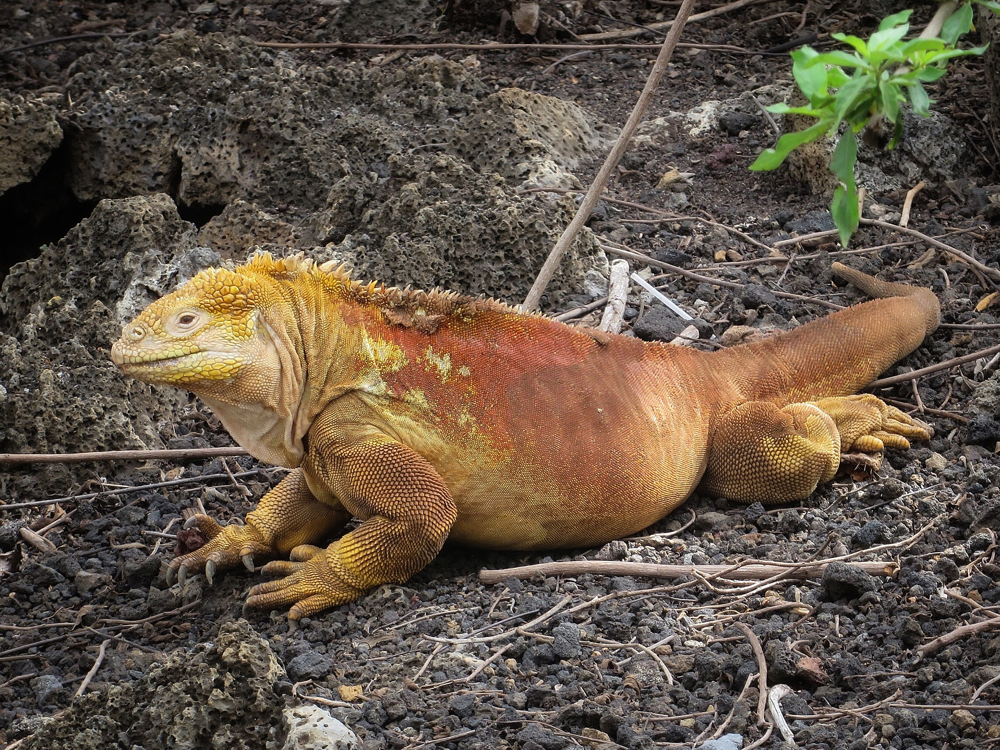 Canon PowerShot SX280 HS sample photo. Land iguana  photography