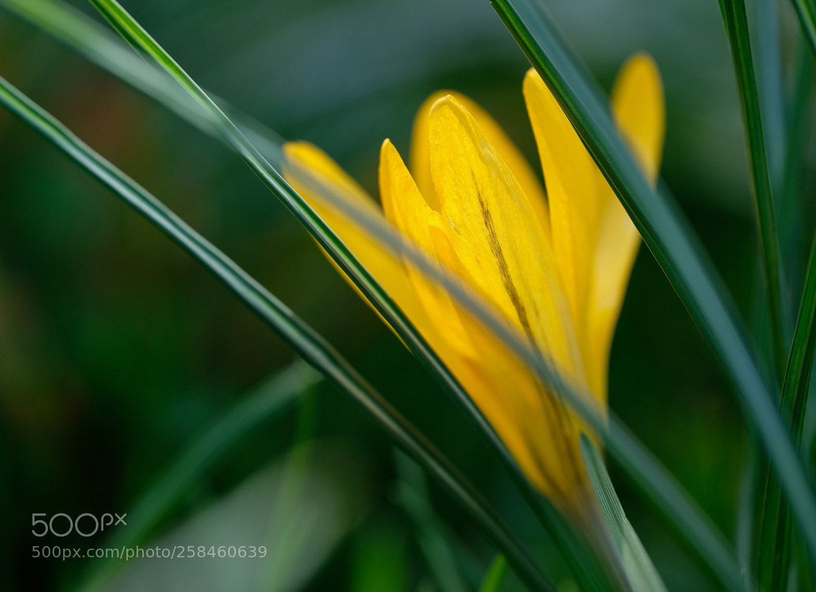 Fujifilm X-T2 sample photo. Yellow photography