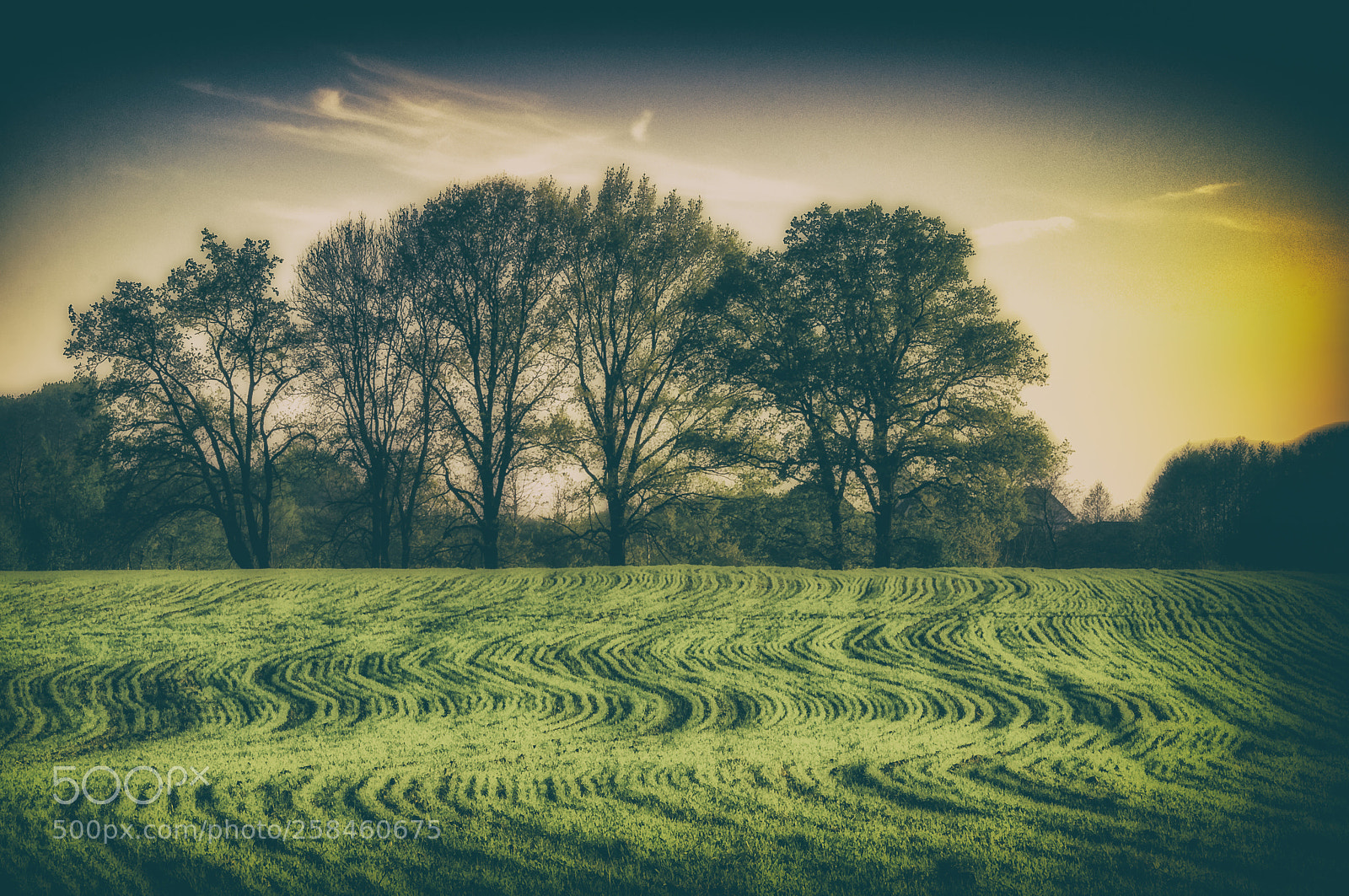 Nikon D300S sample photo. Sinus on the grass photography