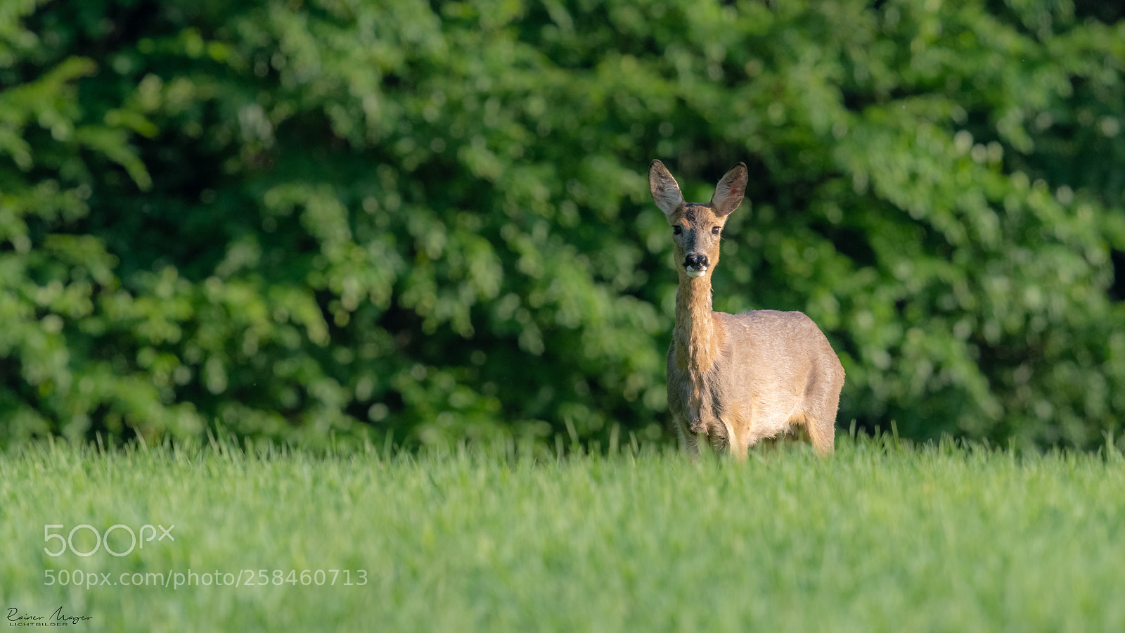 Nikon D500 sample photo. #180 - deer photography