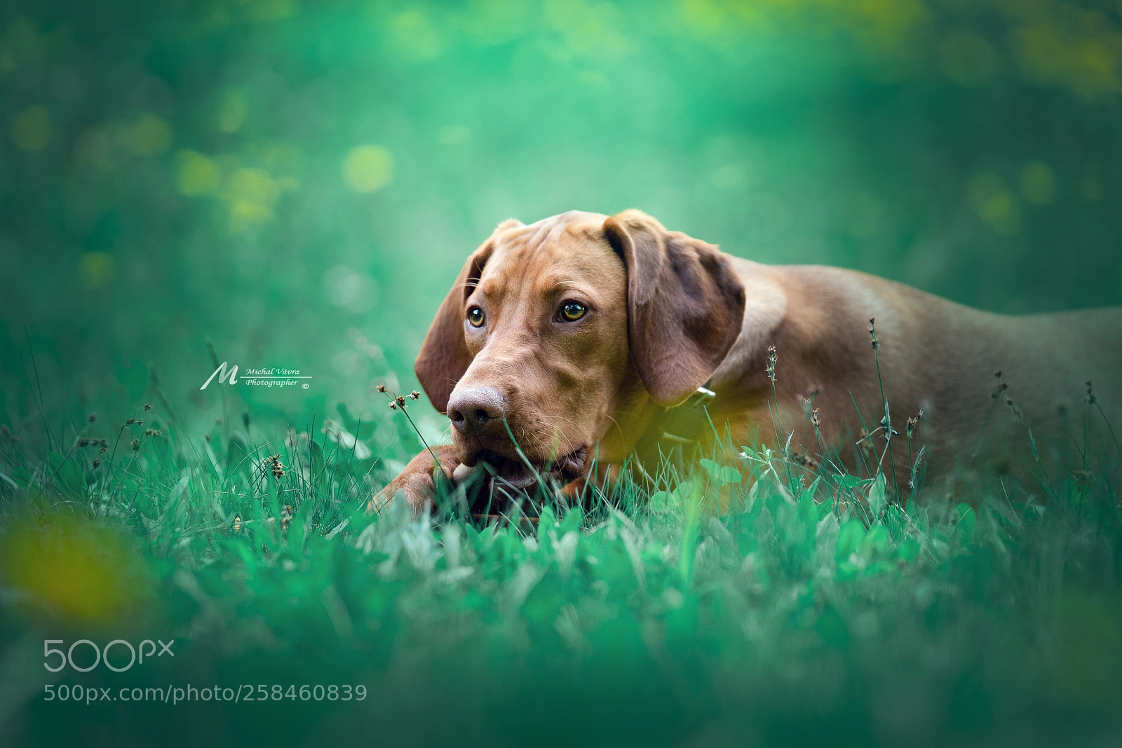 Sony a7R II sample photo. Cherry photography