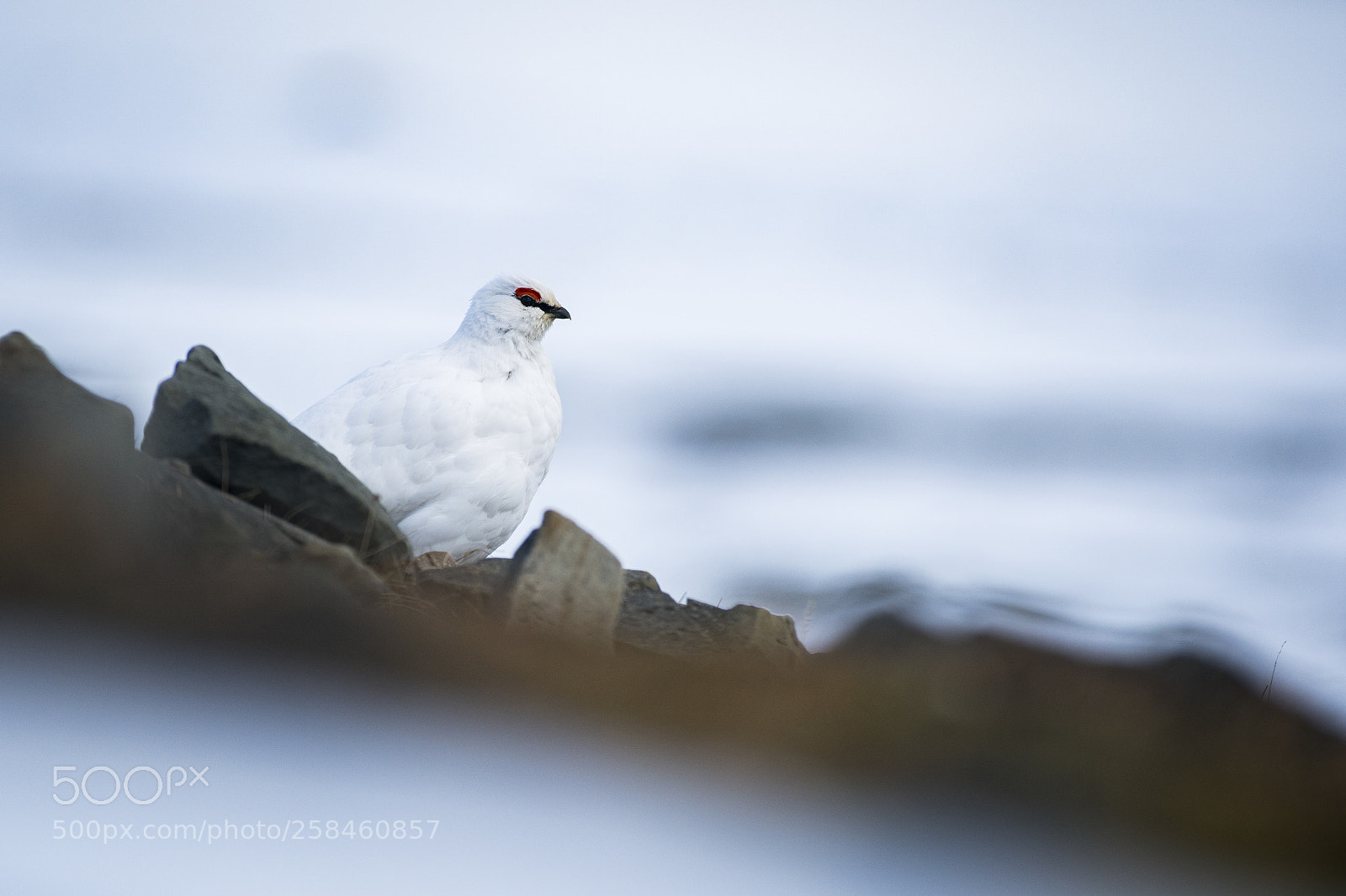 Sony a9 sample photo. Hidden grouse photography