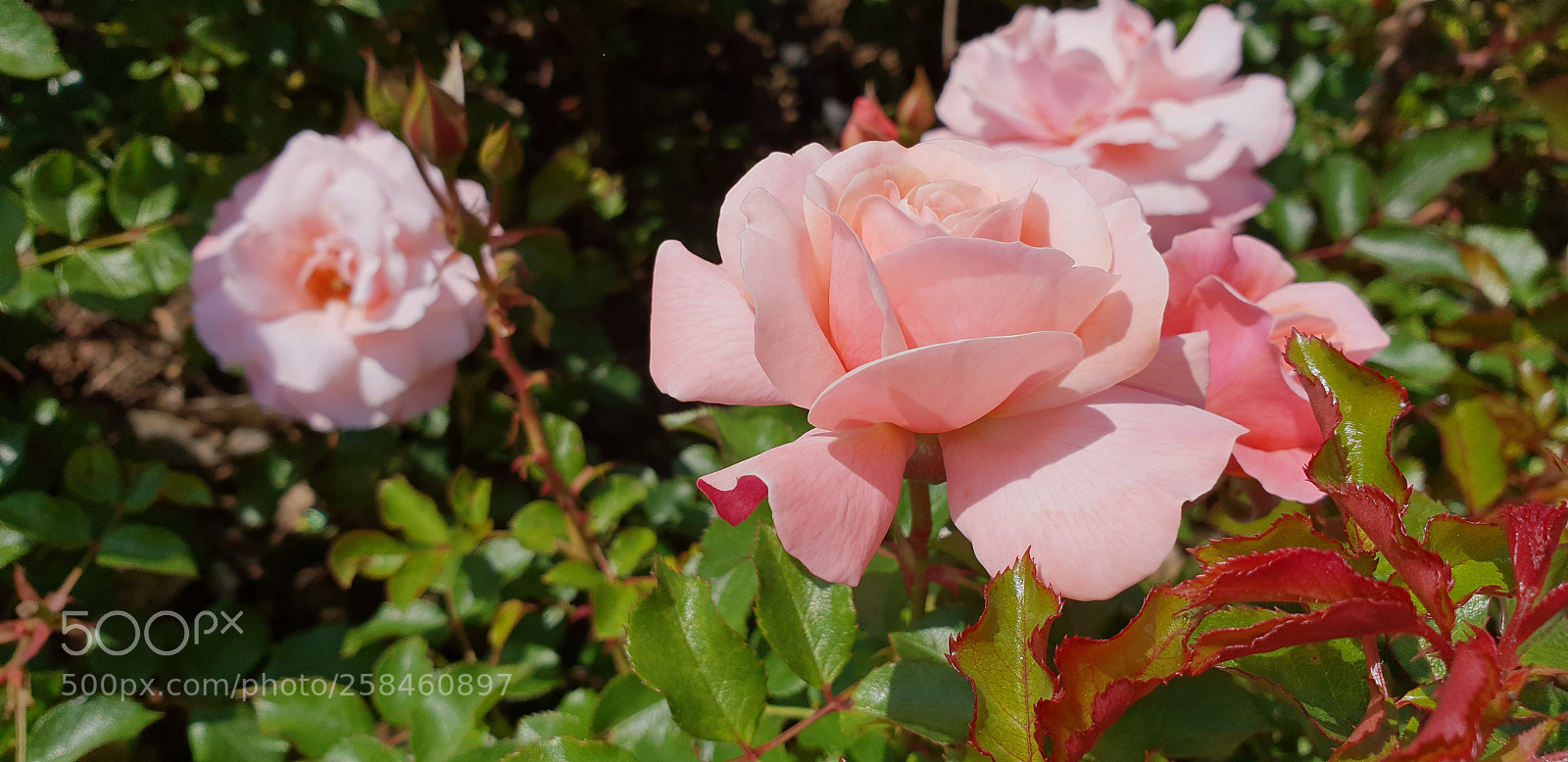 Samsung Galaxy S9+ sample photo. Untitled photography