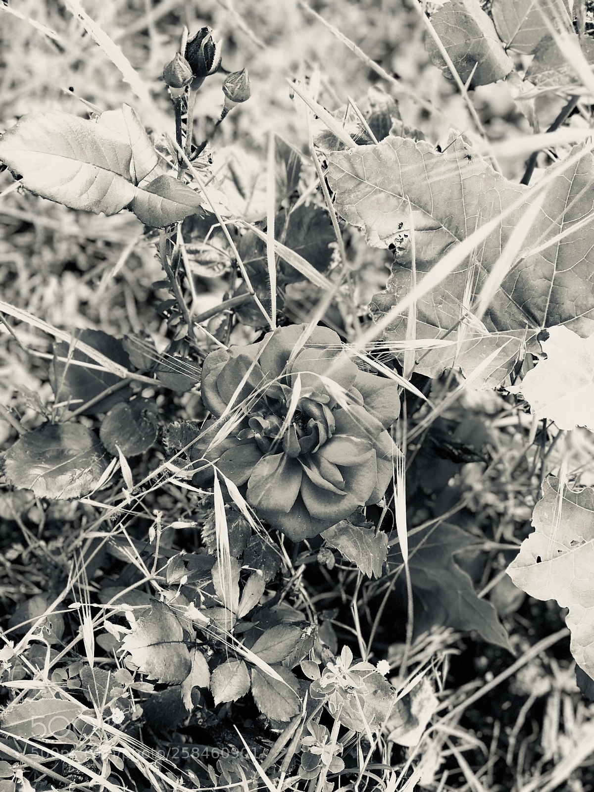 Apple iPhone 7 Plus sample photo. Pétalos de amor photography