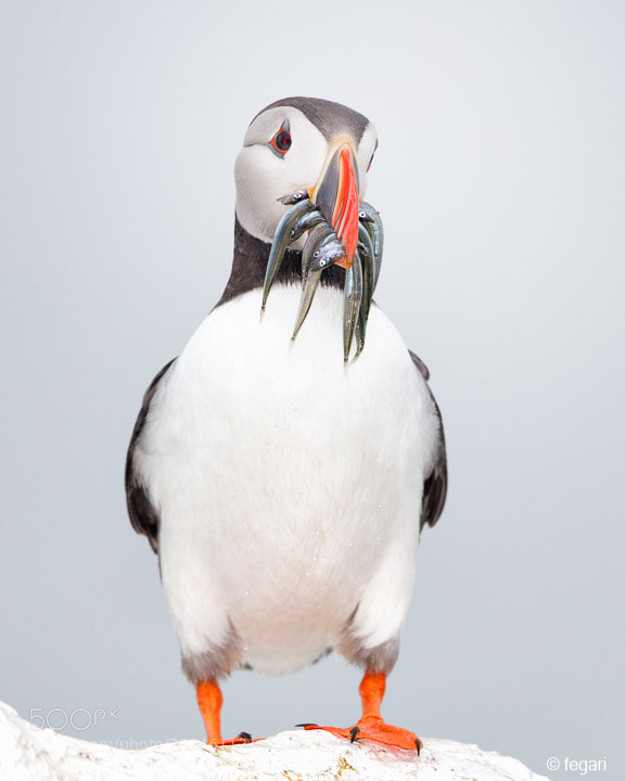 Canon EOS 5DS R sample photo. Puffin photography