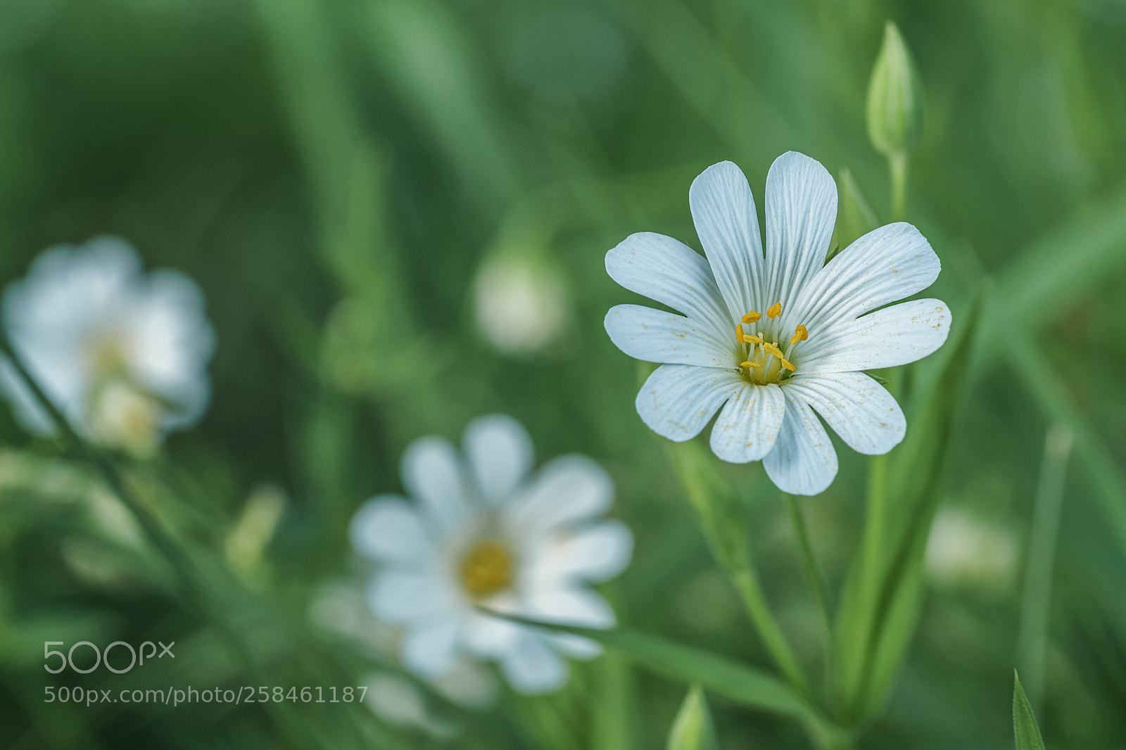 Sony a7 II sample photo. Nestled photography