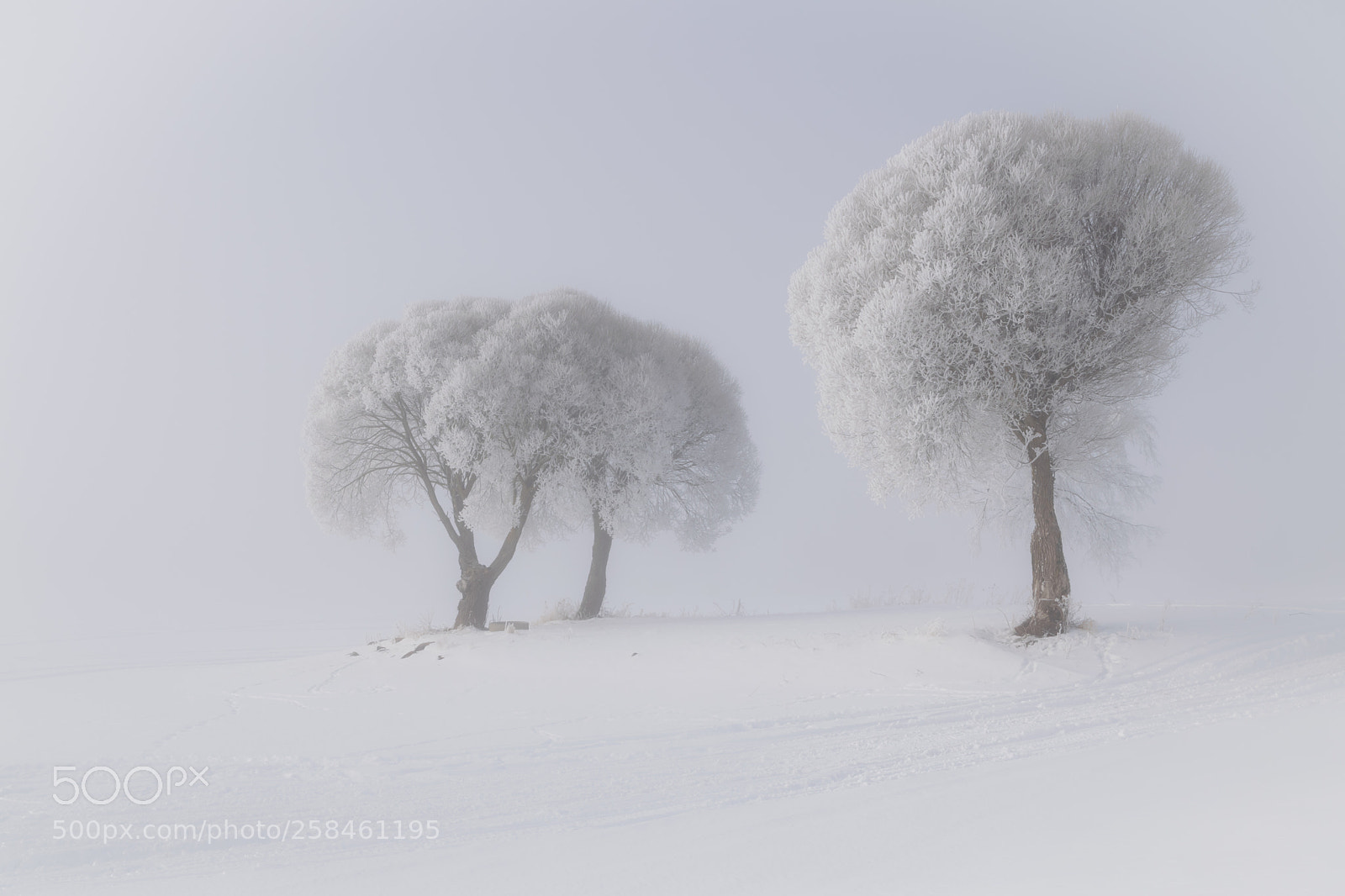 Nikon D3300 sample photo. Frosty and foggy photography
